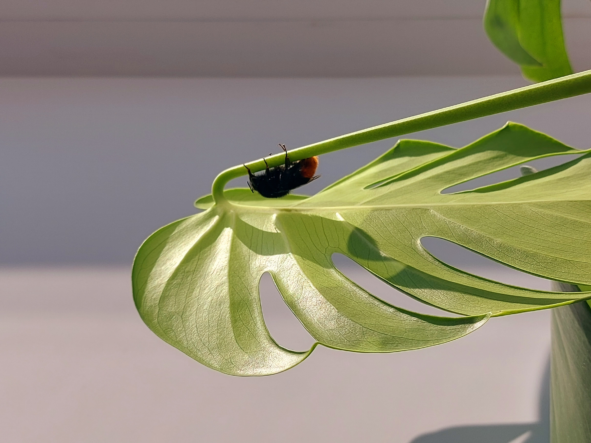 A large, green Monstera deliciosa leaf with characteristic fenestrations is prominently featured. The leaf is attached to a sturdy green stem. Clinging upside down to the stem, at the edge of the leaf, is a bumblebee with a predominantly black body and a distinctive orange section towards the rear. The background appears to be a neutral-colored wall or surface, with some light source causing shadows on the leaf. There is no indication of the location being Chaikovsky, Russia, within the visual information provided. No people or interactions are visible.