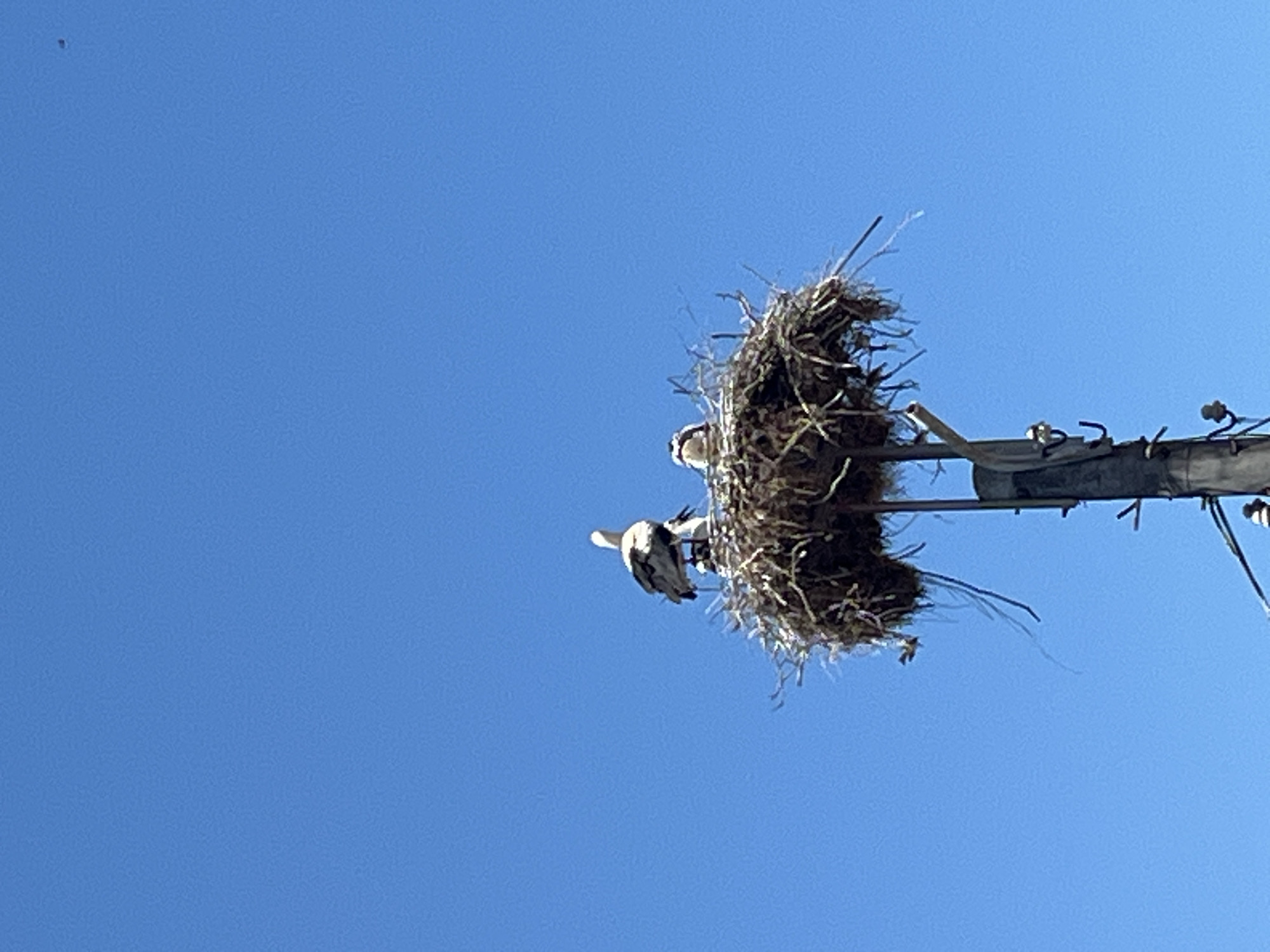 A stork stands atop a large nest built on a utility pole against a clear blue sky. The stork is mostly white with black wingtips and a long, thin neck. Partially obscured by the standing stork are two young birds, likely storks, huddled together in the nest. The nest itself is constructed of twigs, branches, and other natural materials, with some of the materials dangling over the edge. The utility pole supporting the nest is made of dark, weathered material and has some visible electrical components attached to it. In the far upper right corner of the image, a tiny black speck, possibly a distant bird or insect, is visible against the sky. The image appears to be taken in Kiten, Bulgaria, a location known for its stork nests.
