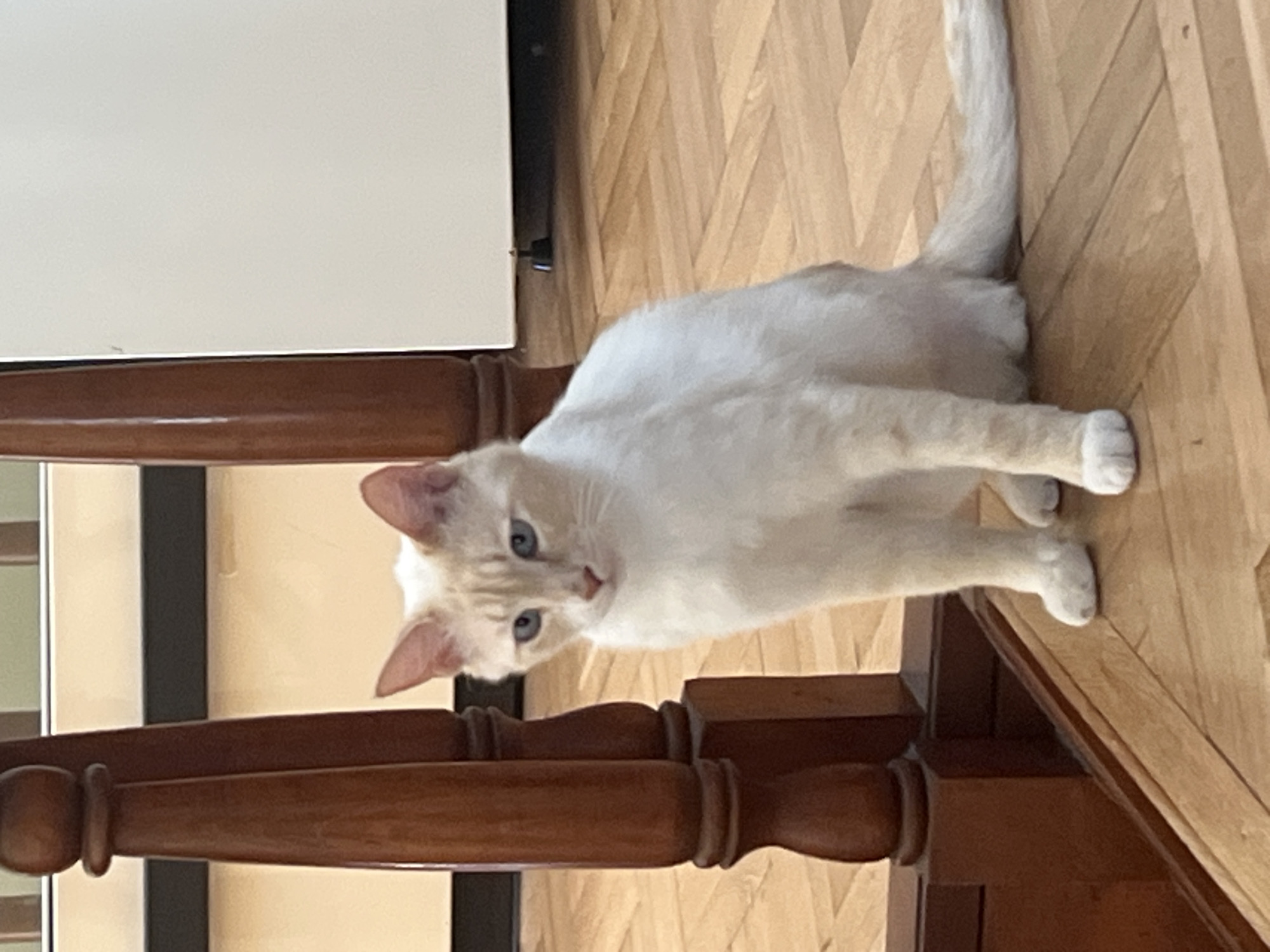 A white and cream colored cat with blue eyes is sitting on a wooden floor next to a dark wood railing. The cat is looking forward. The background is blurred and appears to be indoors. The location is Khostinskiy, Russia.