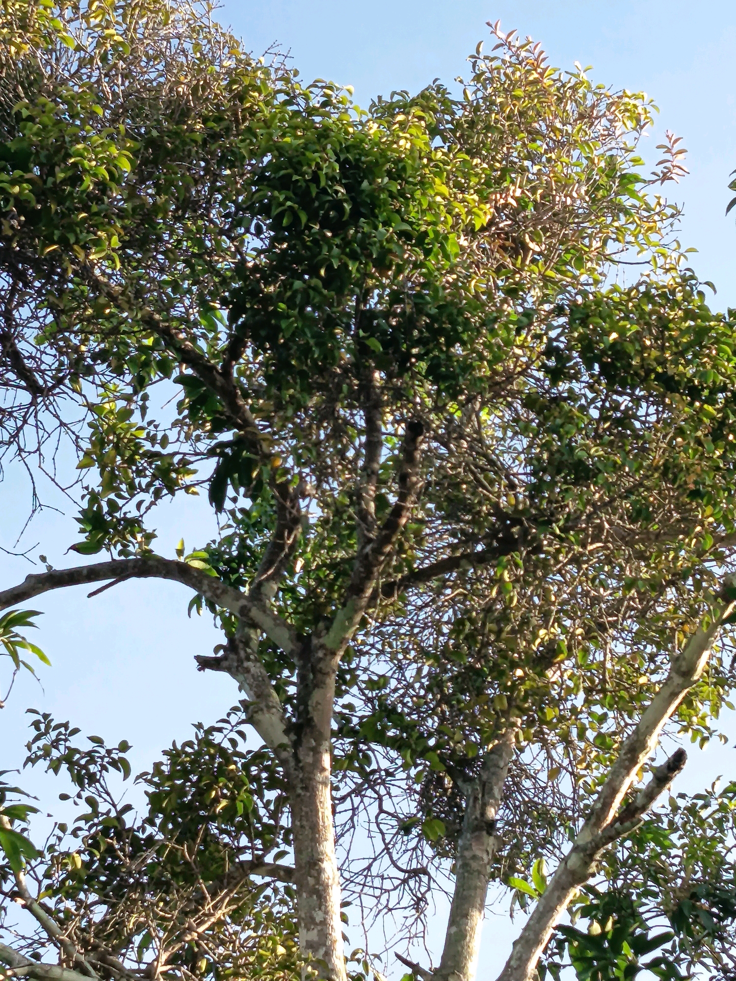 This is a medium-angle, vertical, outdoor shot of a large tree with a textured, light-colored trunk and branches against a clear blue sky. The tree is dense with green leaves, some of which appear to be yellowing or drying. The sun is casting shadows on the leaves, creating a dappled effect. The branches are intricate and spread out, with some smaller, bare twigs visible. The bottom of the image shows thicker branches that are likely part of the main trunk. No people or man-made objects are visible in the frame. The scene appears to be a natural setting, possibly in a park or a wooded area. The location is specified as Aluekumba, Indonesia.