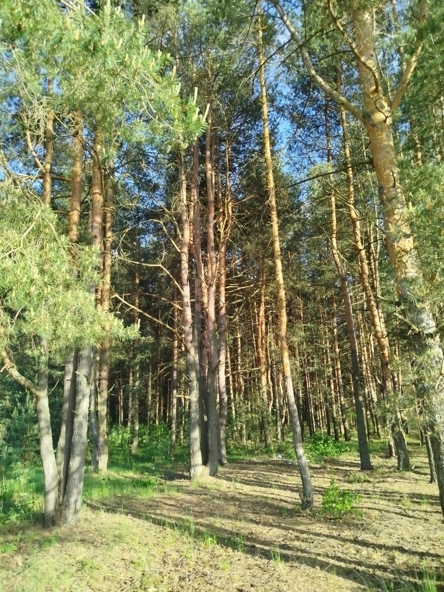 The image shows a dense pine forest located in Заречье, Russia. The trees are tall and slender, with reddish-brown trunks and green foliage concentrated at the top. The ground is covered with dry pine needles, grasses, and small green plants, creating a natural forest floor. Sunlight filters through the trees, creating dappled shadows on the ground. There are no people or animals visible in the scene. The overall impression is one of a peaceful and undisturbed woodland environment.