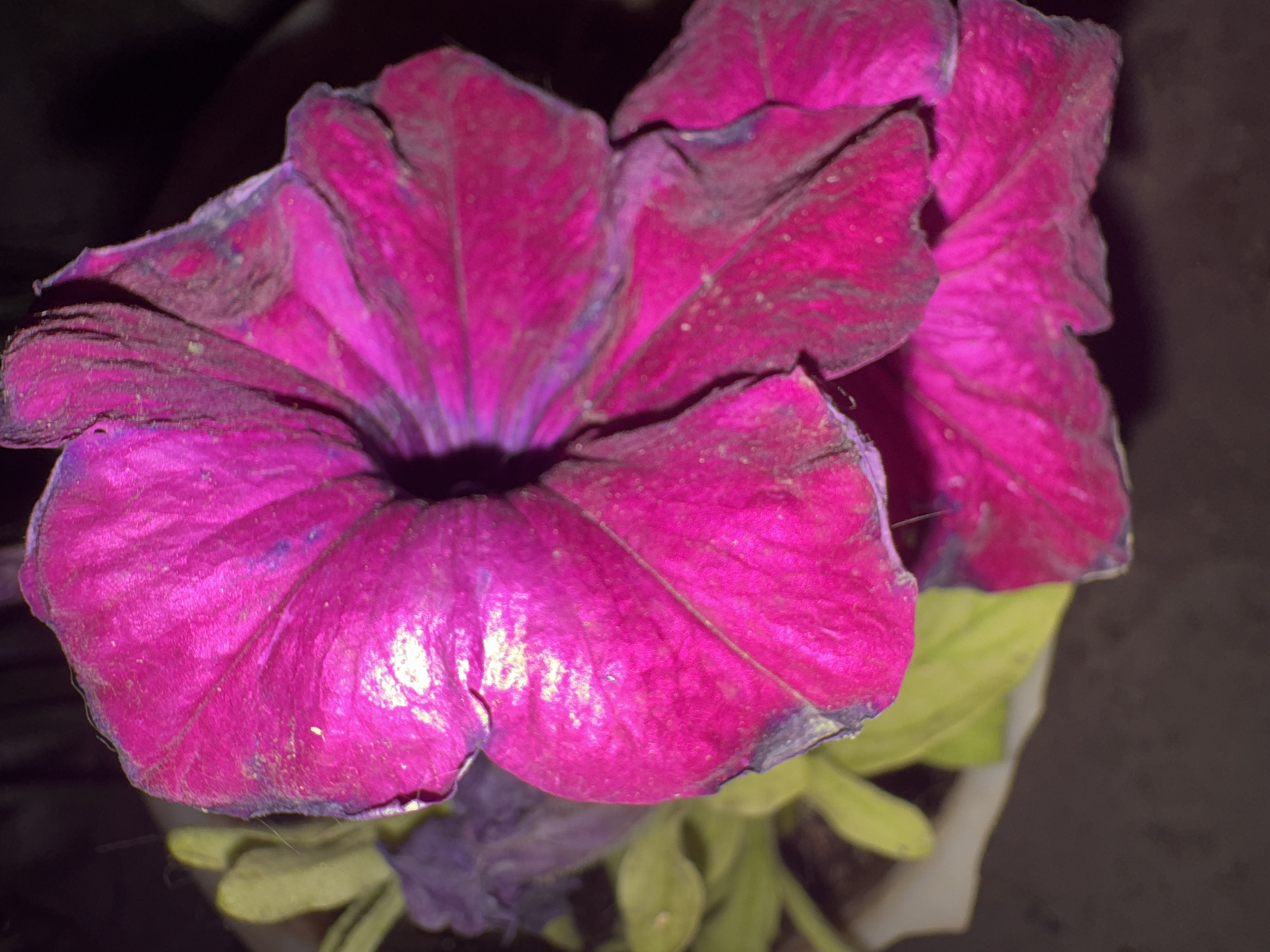A close-up shot captures two vibrant magenta petunia flowers with ruffled petals, set against a dark background. The petals exhibit subtle variations in color, with some areas appearing lighter due to illumination and others showing darker, almost black, edges. Tiny white speckles are visible on the flower surfaces. In the background, blurred green leaves and hints of other purple flowers suggest a garden setting. There is no identifiable location information within the image to determine if it is in Yerevan, Armenia.