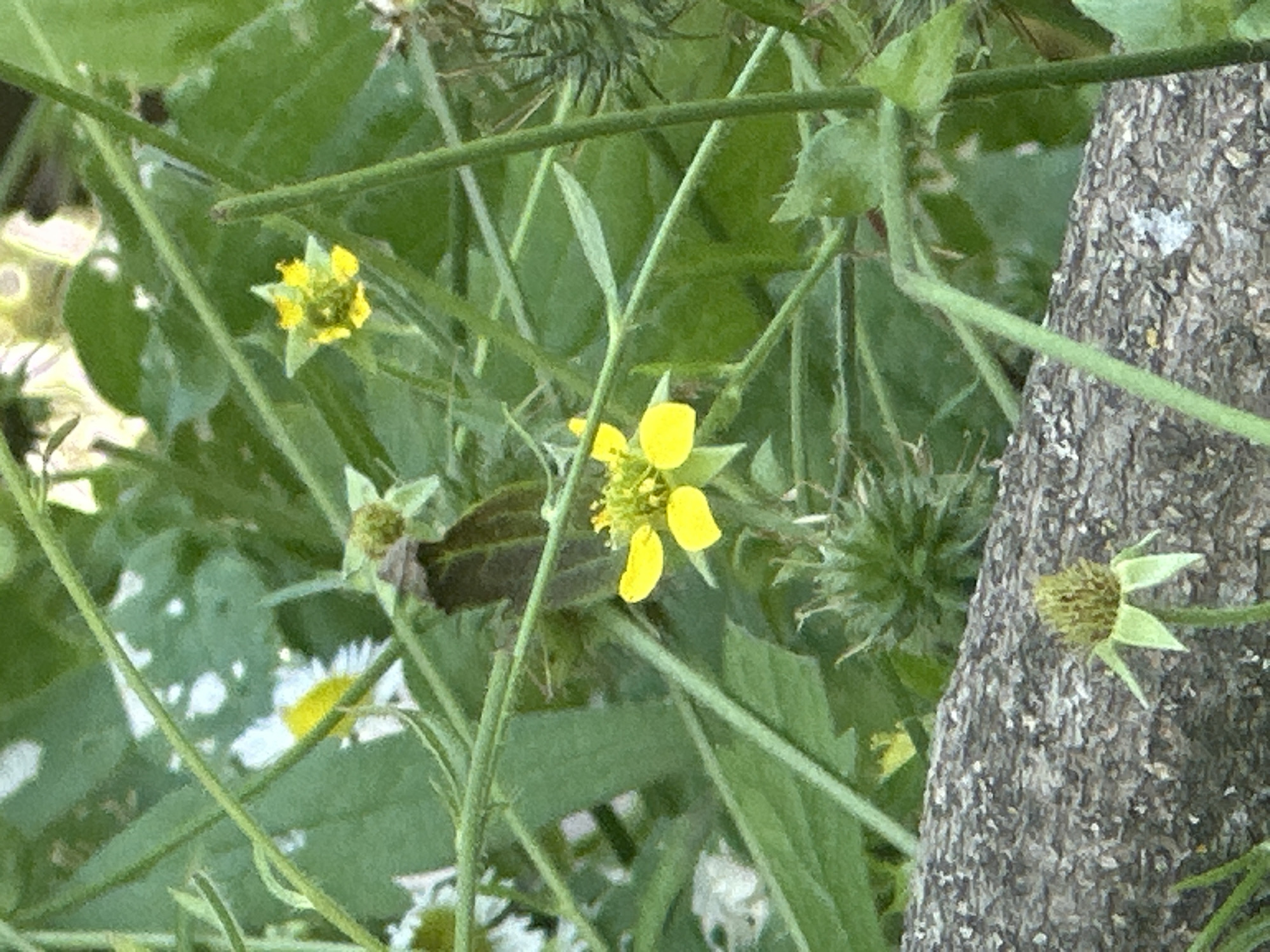 The image captures a close-up view of nature, with a focus on small yellow flowers and green foliage. The flowers, with their delicate petals, appear to be the central subjects. They are surrounded by lush green stems and leaves, creating a sense of depth and natural abundance. In the background, a textured tree trunk is visible, adding an earthy element to the scene. The lighting suggests it could be daytime, with soft light illuminating the petals. The overall mood is tranquil and serene, evoking the beauty of a natural, outdoor setting. The environment appears to be wild and untamed, possibly a garden or a rural area. There is no visible text in the image. The location context of Khlypnivka, Ukraine, further places this scene within a specific geographical and cultural landscape.