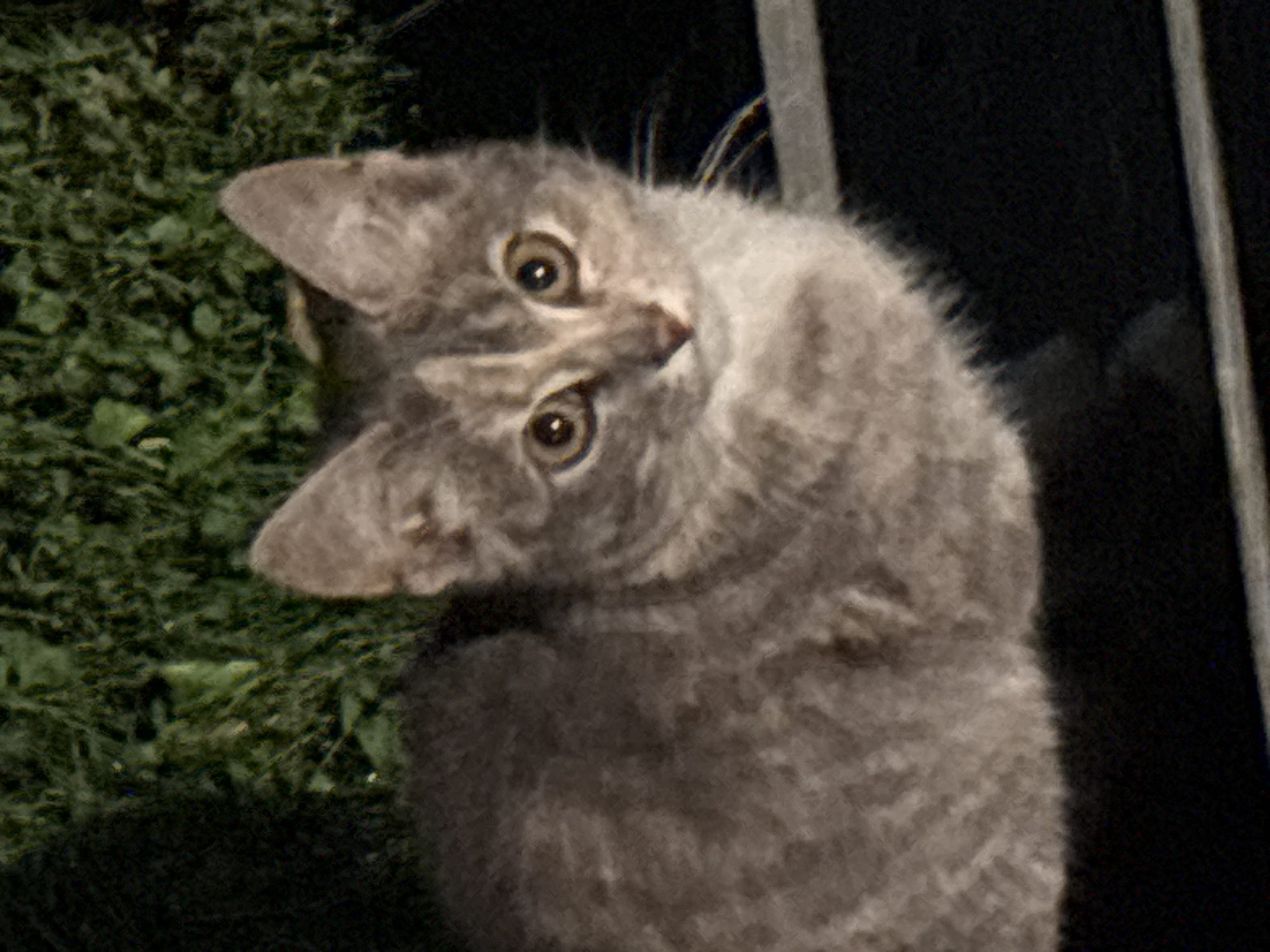 A grey tabby kitten sits on a dark surface with green grass in the background. The kitten's eyes are wide and looking at the camera. There is a hint of a fence in the foreground. The scene is likely outdoors, possibly in a residential area, but there is no specific indication of its location in Zvenigorod, Russia.