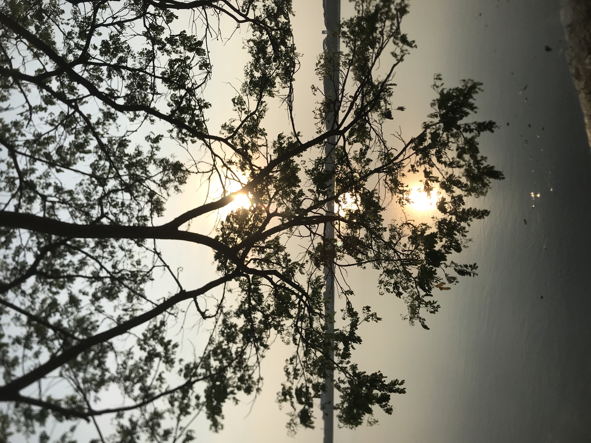 A photo of a tree silhouette, with the sun shining through the branches. In the background, there is what looks like a building and water. The location is Lhokseumawe, Indonesia.