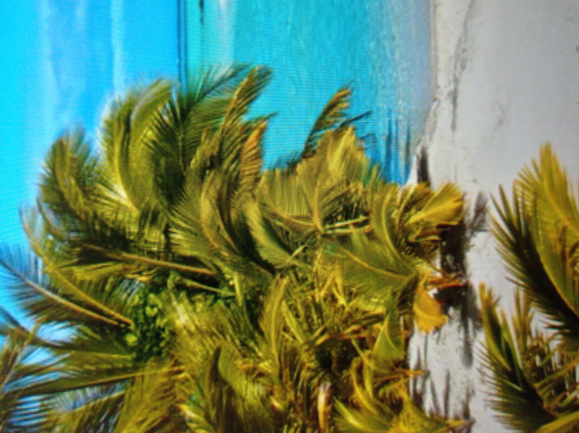 This is a close-up, slightly blurry, vertical photograph of a tropical beach scene. The foreground is dominated by lush, green and yellow palm fronds, some of which are sharp and in focus, while others are blurred. The fronds create a dense canopy effect, with some leaves appearing to cast shadows on the white sand below.
Beyond the palm trees, the image shows a clear, turquoise ocean with a gentle shoreline. The water is shallow near the beach, revealing the sandy bottom. The sky above is a bright, cloudless blue. The overall impression is one of a serene and idyllic tropical paradise. The image does not contain any people or urban elements.
There is no identifiable connection to the city of Mukachevo, Ukraine, as the scene depicts a tropical environment.