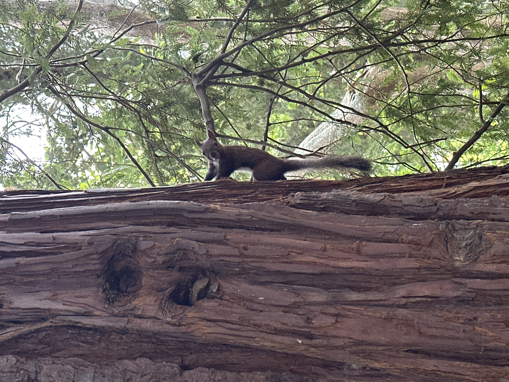 A small, grey squirrel is clinging to the trunk of a large, reddish-brown tree, its body angled upwards. It is positioned to the right of the tree trunk, which dominates the left side of the frame. The squirrel's tail is long and bushy, trailing downwards. In the background, a dense canopy of green foliage and thin branches can be seen, suggesting a forest or park setting. The lighting is soft, with dappled sunlight filtering through the leaves. This scene appears to be located in the Arboretum of Sochi, Russia, a botanical garden known for its diverse collection of plants and wildlife.