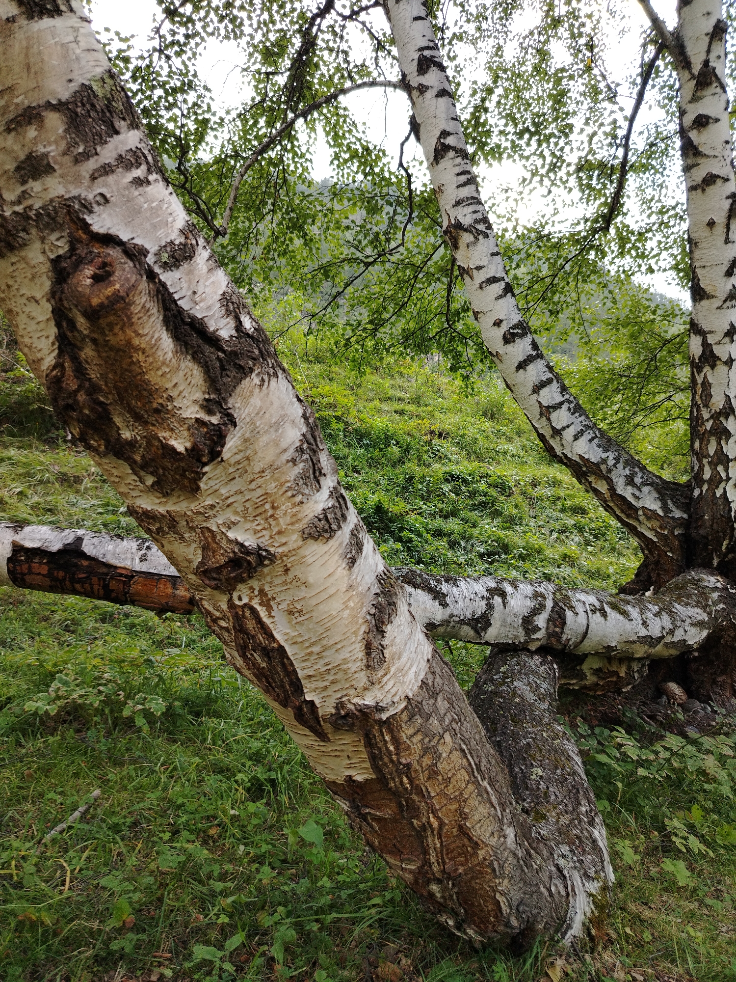 The image shows a cluster of birch trees with their distinctive white bark and dark markings. The trees are on a grassy slope with some foliage in the background. The foreground is dominated by the trunks and branches of the trees, which are gnarled and twisted, suggesting age or a unique growth pattern. One large branch appears to be growing horizontally, almost parallel to the ground. The lighting suggests an overcast day. The image is taken at a close-up perspective, focusing on the texture of the bark and the forms of the trees. There are no people or animals visible in the image. The location is identified as Iodro, Russia, suggesting a natural or semi-natural setting within or near the city.