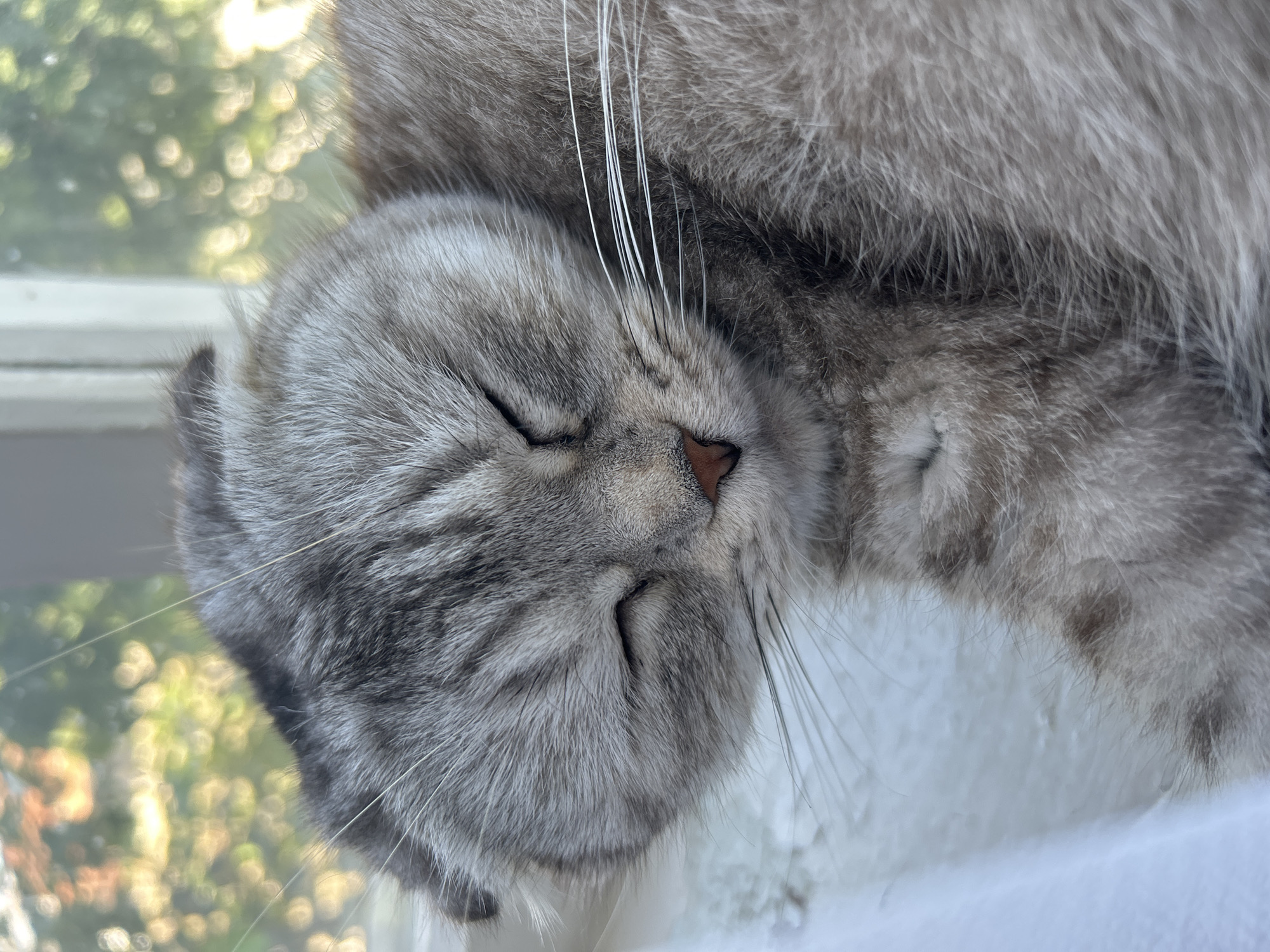 A close-up, portrait-oriented image captures a grey tabby cat peacefully sleeping or resting with its eyes closed. The cat's fur is a soft grey with distinct darker tabby stripes and patterns, and its delicate pink nose is visible in the center of its face. Several long, white whiskers extend from its muzzle. The cat appears to be curled up or lying on a light-colored surface, positioned indoors next to a window.
Through the window, the background is softly blurred, showcasing bright, dappled sunlight filtering through green foliage, creating a bokeh effect. This suggests a sunny daytime scene, likely during the morning or afternoon. The serene expression on the cat's face conveys a feeling of comfort and tranquility. This peaceful moment is set in Kerch, Ukraine. There is no visible text in the image.