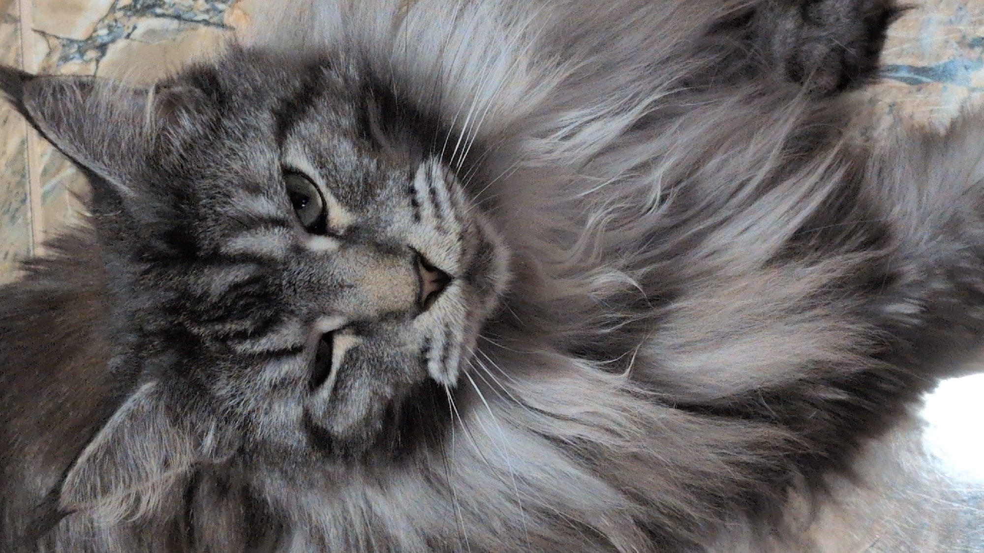 The image is a close-up, vertical, eye-level shot of a gray Maine Coon cat's face. The cat is looking directly at the camera with one eye partially closed, giving it a quizzical expression. Its fur is long and fluffy, particularly around its neck and chest. The background appears to be a patterned surface, possibly a tiled floor. There are no people or any discernible elements of the city of Izmail, Ukraine, present in the image.