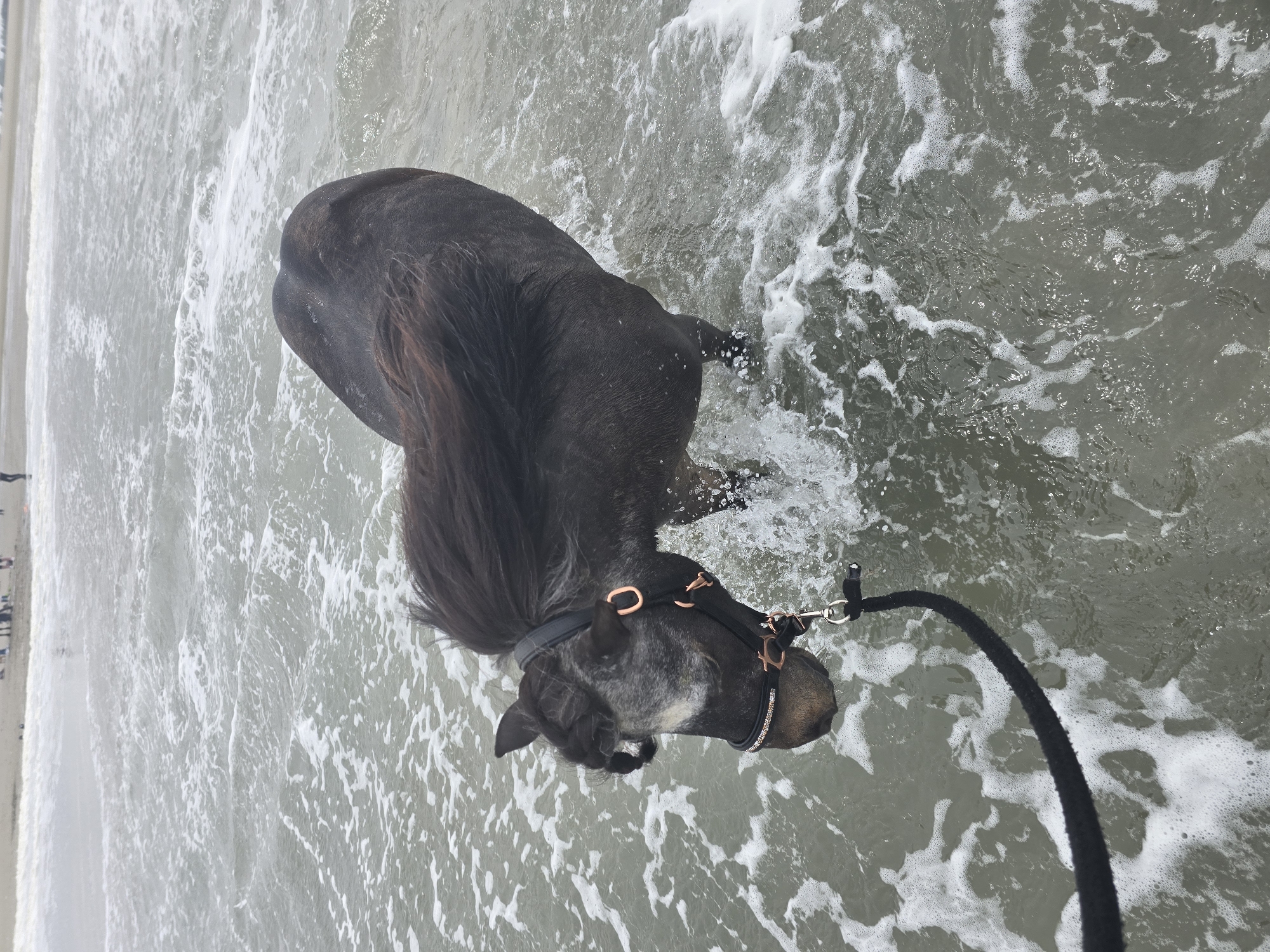 A horse stands in the water along the beach at Oye-Plage, France. The horse is dark colored, possibly brown or black, with a grey muzzle and mane. It wears a black halter with copper-colored hardware. A black rope lead is attached to the halter. The water is shallow and foamy, with visible waves and the shoreline in the background. People can be seen on the beach in the distance.