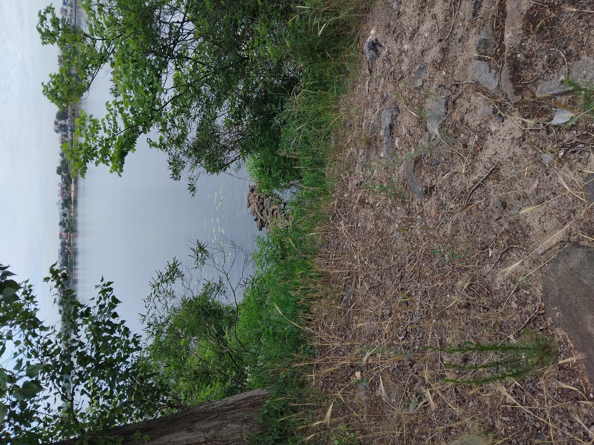 The image captures a tranquil scene on the bank of the Dnipro River in Kyiv, Ukraine. In the foreground, dry grass and scattered rocks cover the sandy earth, with a large tree trunk visible on the left side. Beyond this, lush green foliage and branches frame a view of the calm river. In the distance, the cityscape of Kyiv is visible across the water, with buildings and houses lining the opposite bank under a cloudy sky. The overall impression is one of natural beauty and urban proximity.