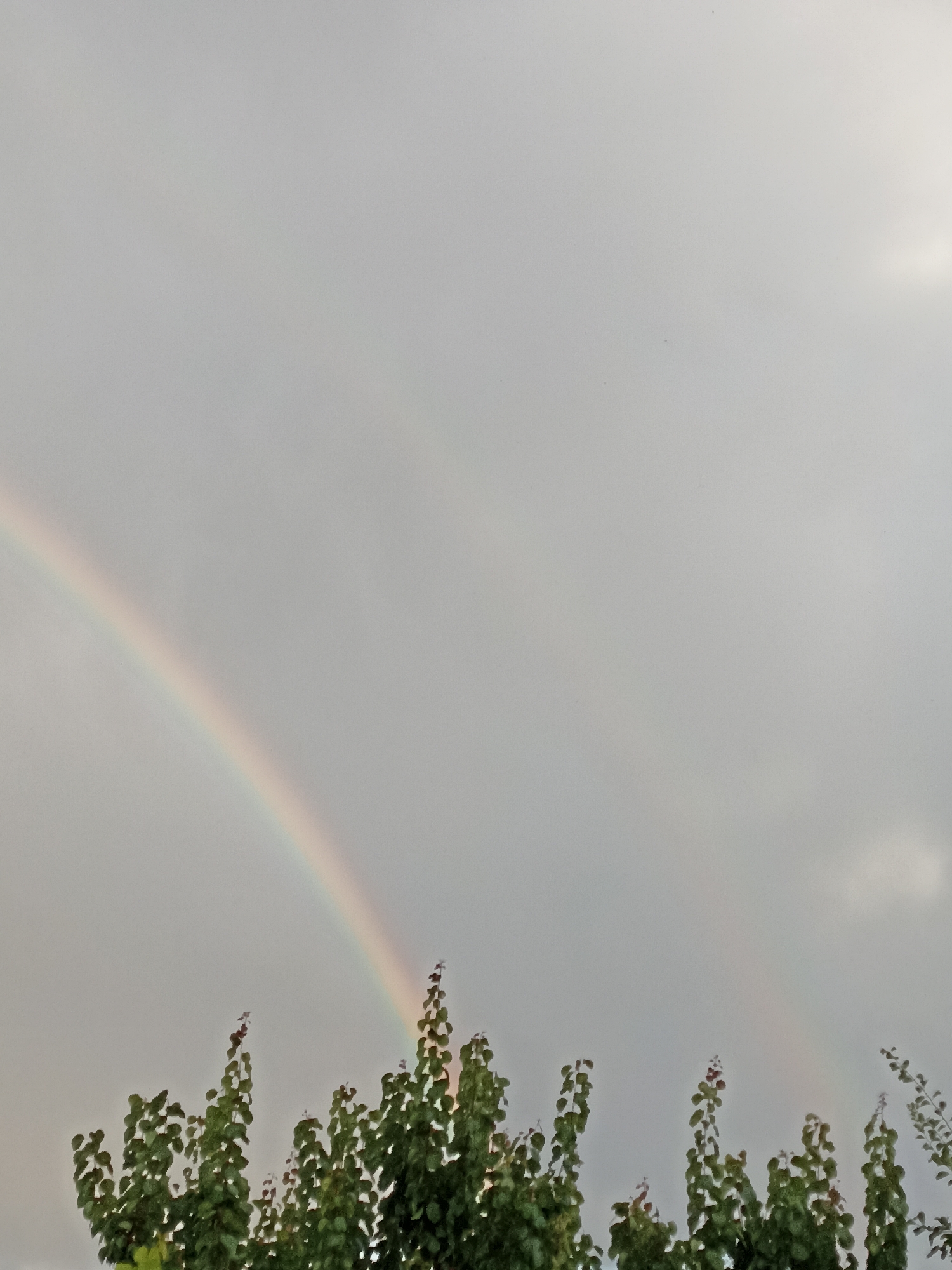 The image depicts a cloudy sky with a faint rainbow visible on the left side. The bottom portion of the image is filled with the tops of green trees. The overall scene is overcast and appears to be outdoors. There is no indication of the city of Magala, Moldova in the image.