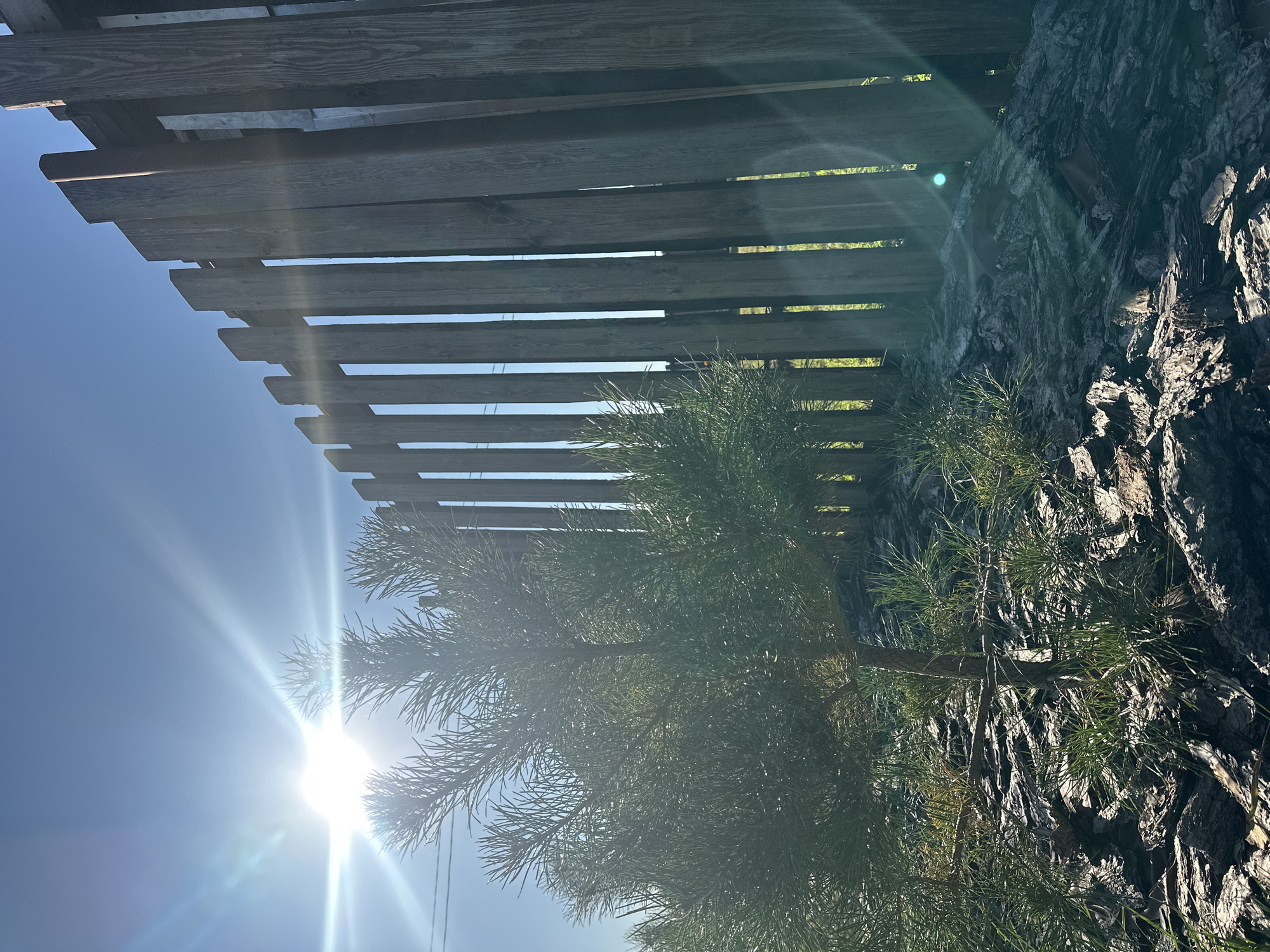 The image shows a young pine tree growing on a slope covered with bark mulch and sparse grass. Behind the tree is a wooden fence made of vertical planks, some of which are weathered. The sun is shining brightly in the upper left corner of the image, casting long shadows and creating lens flares. The sky is a clear blue. The scene appears to be outdoors, possibly in a residential area given the fence.