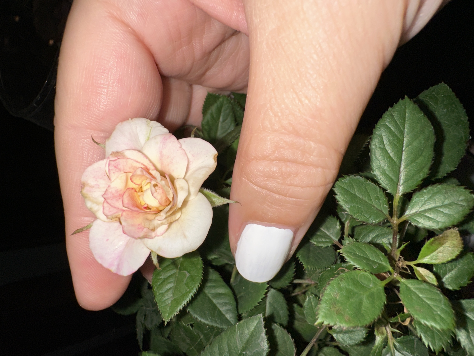 The image shows a close-up of a miniature rose bloom held by a person's hand. The rose is a delicate shade of pink and white, with tightly packed petals. The leaves of the rose plant are dark green and appear healthy. A thumb with white nail polish is visible below the bloom, and another finger is positioned above it, gently supporting the flower. The background is dark, suggesting low light conditions. There is no identifiable information within the image that can be used to determine its location in Krefeld, Germany. The scene appears to be a still life composition focused on the beauty of the rose.