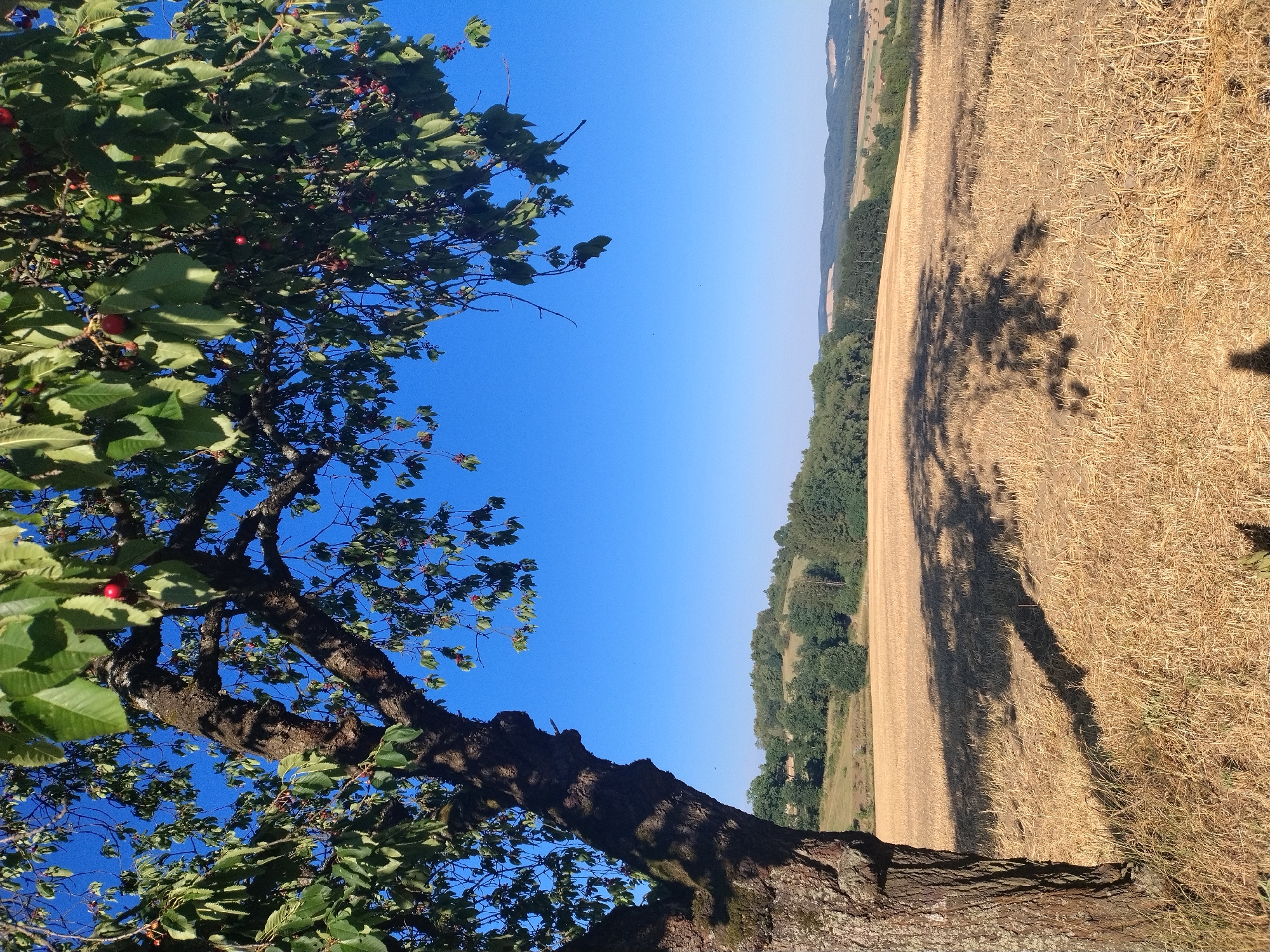 The image depicts a sunny day in a rural landscape, possibly in Čížová, Czechia, characterized by a mature tree in the foreground with ripe cherries hanging from its branches. The tree's trunk is thick and textured, and its shadow stretches across a field of dry, harvested stalks. In the background, rolling hills are covered with green trees and vegetation under a clear blue sky. The overall scene conveys a sense of summer harvest and natural beauty. There are no people visible in the image.