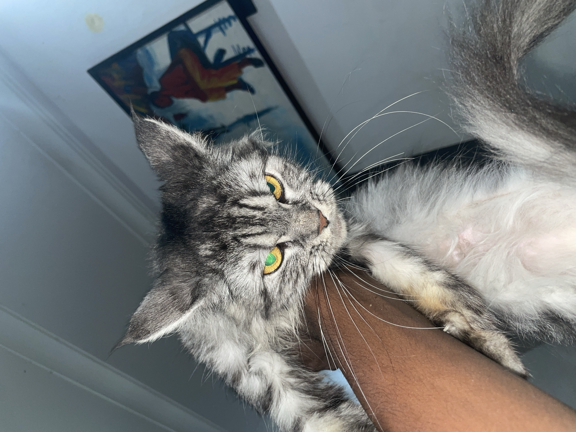 A gray and white cat is held in someone's arm. The cat has striking yellow eyes. Behind the cat is a painting in a black frame, hung on a white wall. Ado, Nigeria is not discernible in the image.