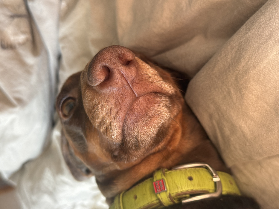 A close-up, eye-level photograph depicts a reddish-brown, short-haired dog, possibly a Dachshund, resting on light-colored bedding. The dog's snout, nose, and partially closed eye dominate the frame. Its nose is pinkish-brown, moist, and textured, with a visible philtrum and numerous whiskers around the muzzle. One dark eye is visible, partially obscured by a closed eyelid. A wide, distressed lime-green leather collar with a silver buckle is worn around the dog's neck, featuring a small red tag with white lettering. The dog is positioned on soft, beige, rumpled blankets or sheets, which also form the out-of-focus background. The animal is in a state of repose. The scene is situated in the city of Moscow, Russia.