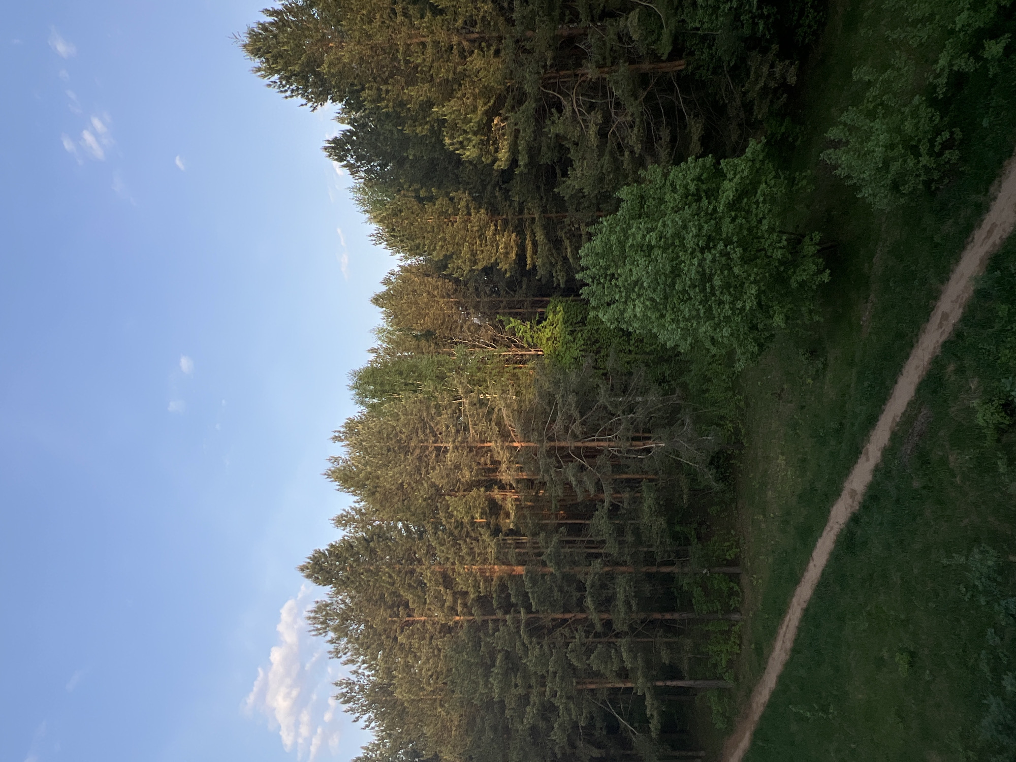 The image presents a view of a forest adjacent to a pathway. A dense grouping of trees occupies a large portion of the image, with their canopies varying in shades of green. A dirt path meanders through the right side of the frame, bordered by grass. The sky, a pale blue, is visible on the left side of the image with a few small clouds. The location appears to be near the city of Chaikovsky, Russia, based on the natural features typical of the region's forests. There are no people evident in the frame.