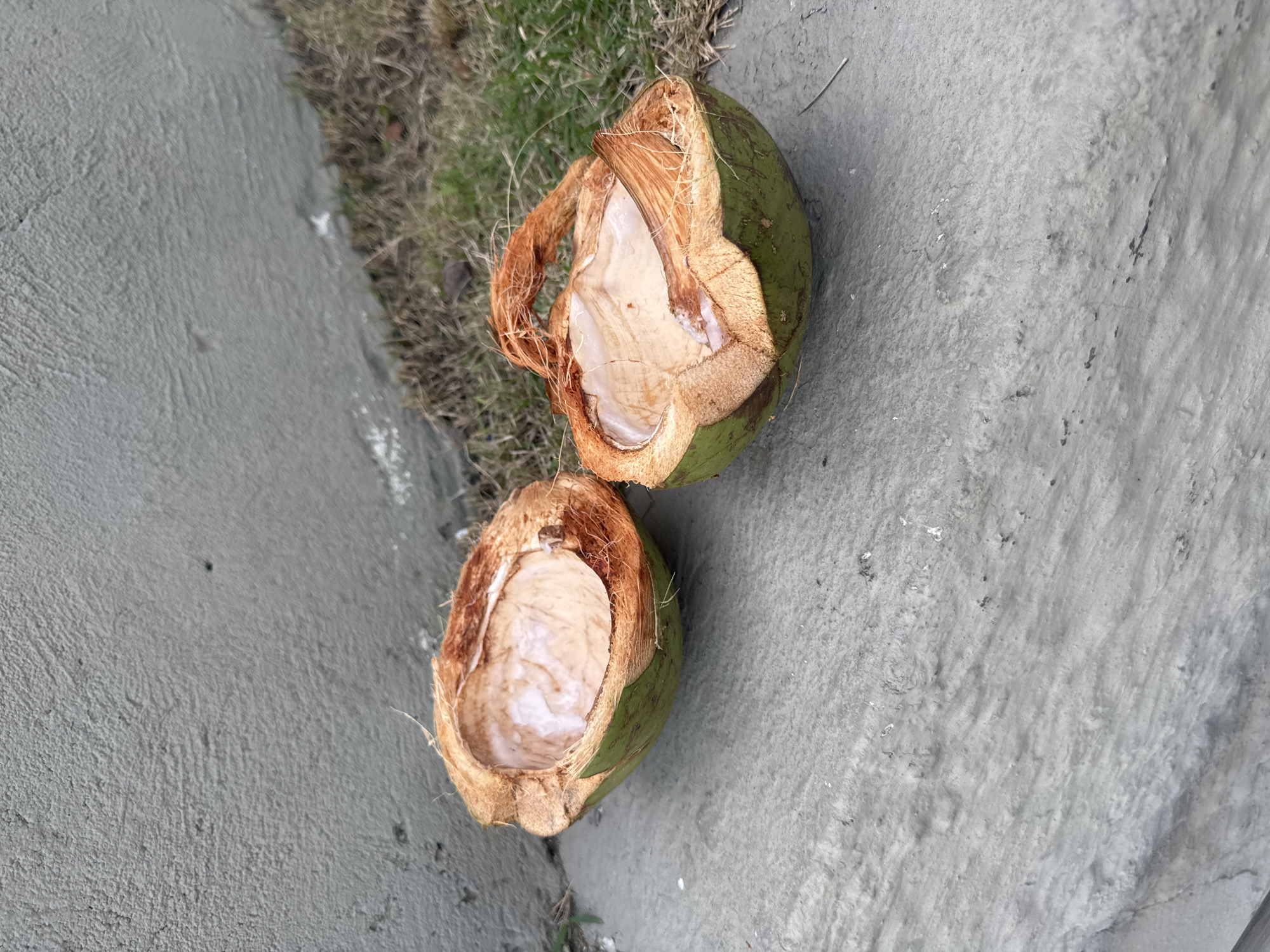 Two halves of a cracked green coconut with fibrous brown husks are resting on a textured gray concrete surface. One half is slightly closer to the viewer and positioned to the left, while the other is further away and to the right. The interior of the coconut halves reveals a pale, smooth surface. Behind the concrete, a strip of dry, brown grass with some scattered green blades borders a rough, textured gray wall. The scene appears to be outdoors in an urban or semi-urban environment. There are no people or animals present in the image. The lighting suggests an overcast day. The overall impression is one of discarded natural material in a somewhat neglected setting. The specific location in Niterói, Brazil cannot be determined from the visual information provided.