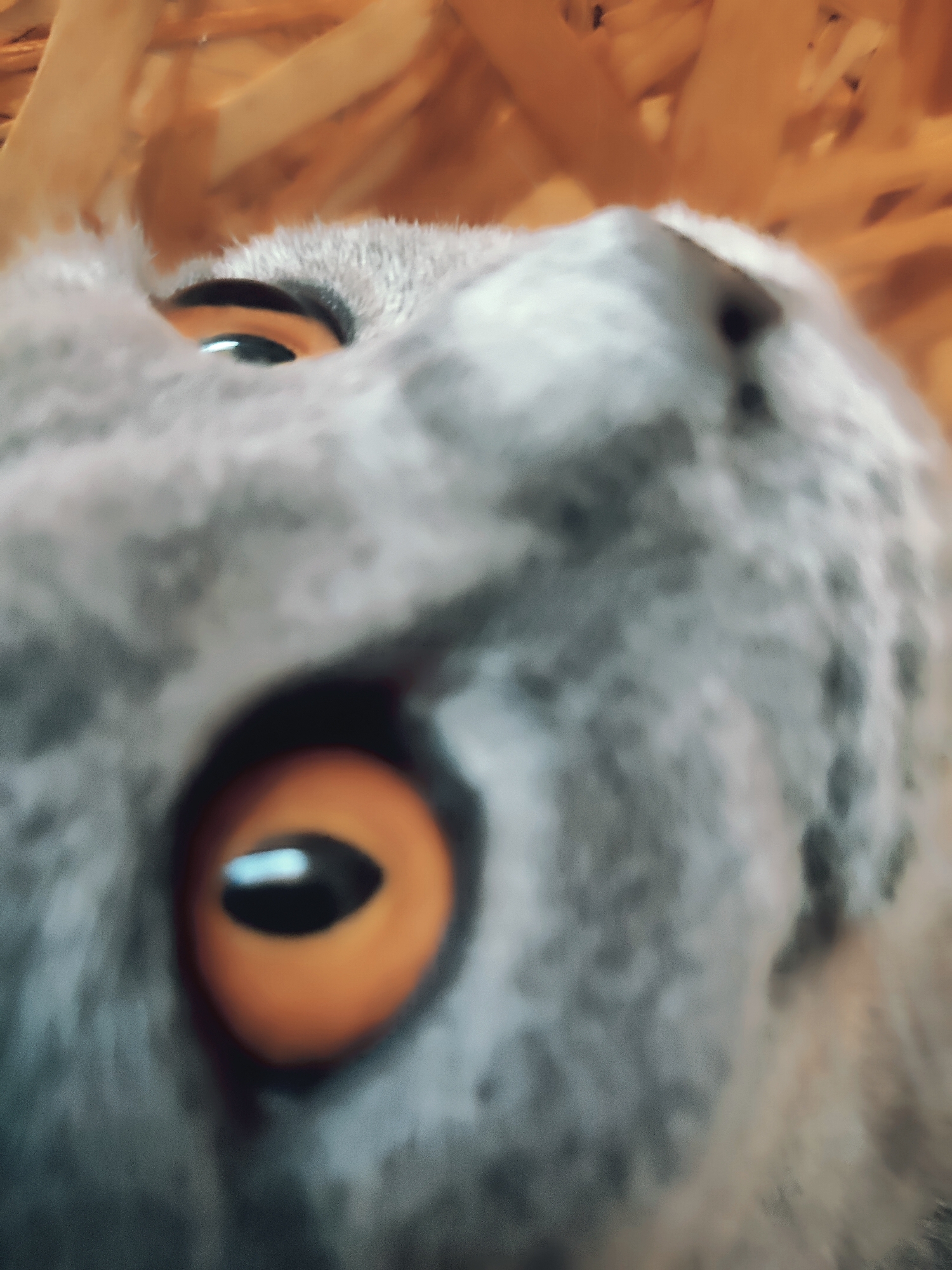 This is a close-up, low-angle shot of a grey cat's face, possibly a British Shorthair, looking upwards. The cat's large, round, orange eyes with black pupils dominate the foreground. The fur appears soft and grey with darker tabby markings visible on its cheek and nose area. The background is out of focus, showing a textured, light brown surface that resembles wooden planks or straw. The image is taken indoors. There is no identifiable location in the city of Zlatopil, Ukraine.