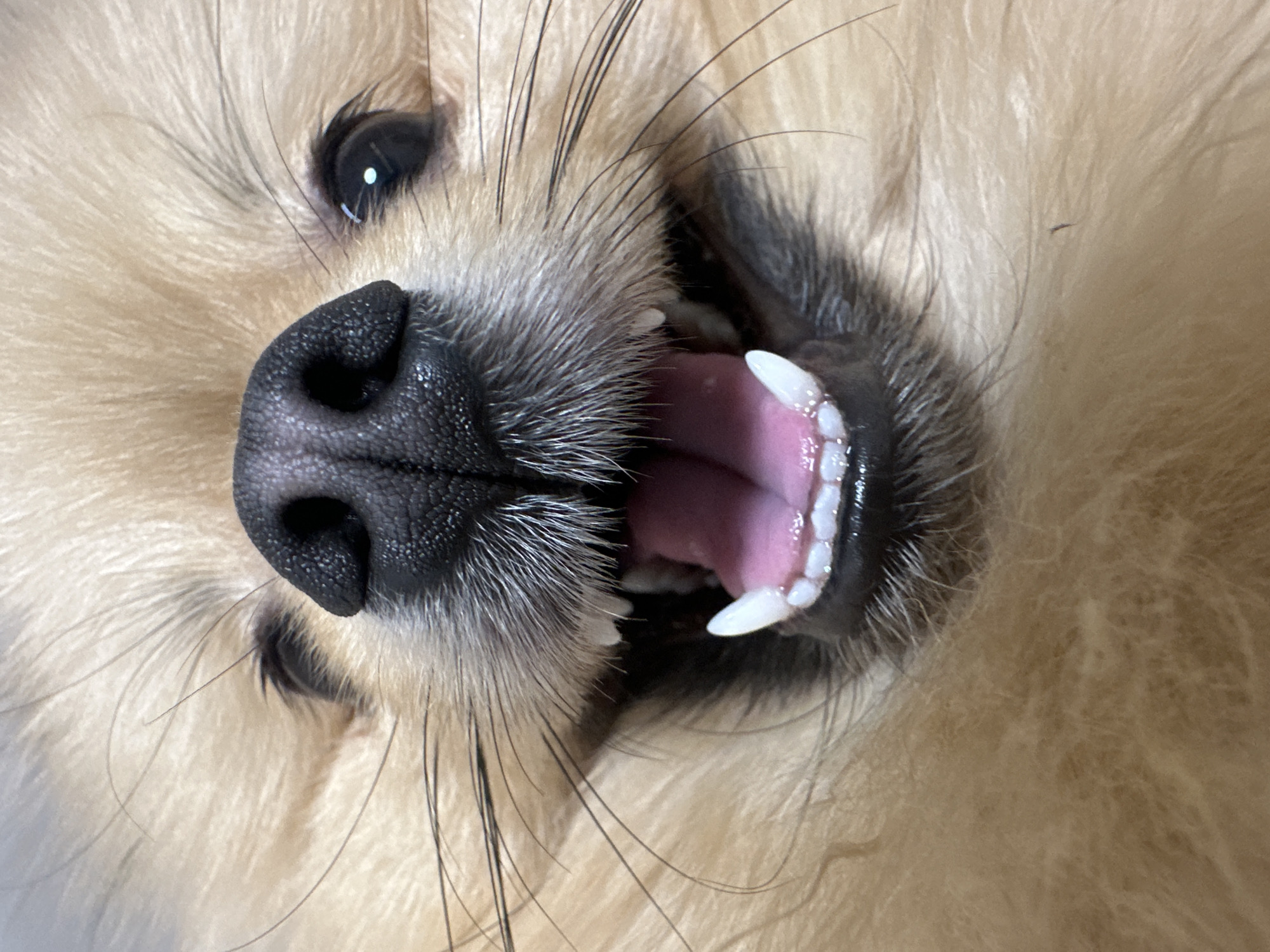 A close-up shot of a light-brown dog's face, taken from a low angle. The dog's black nose is prominently centered. Its mouth is open, revealing its pink tongue and white teeth. Long, dark whiskers are visible around its muzzle. The dog's eye is visible in the upper-left corner. The dog is not located in Votkinsk, Russia.