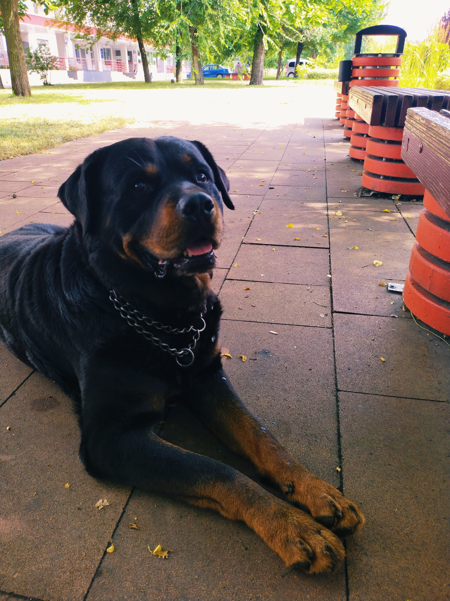 A Rottweiler dog is lying on a tiled surface outdoors, with its head turned to the right and its mouth slightly open, appearing to pant. The dog is wearing a thick metal chain collar. In the background, there are several park benches with orange supports and wooden slats. Beyond the benches, trees with green foliage are visible, and a building with a red railing is situated further back. A blue car is parked in the distance. The ground is a pavement made of square tiles and scattered with fallen leaves and debris. The scene appears to be set in a park or recreational area within the city of Horishni Plavni, Ukraine.