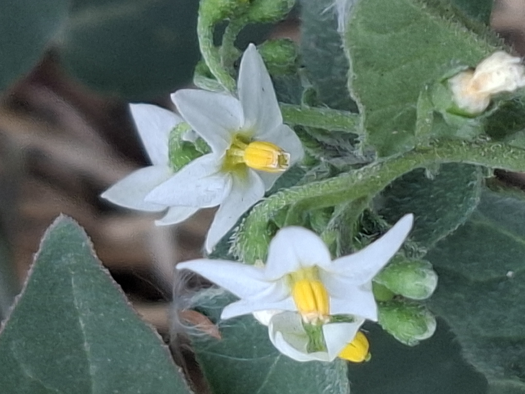 The image is a close-up shot of white flowers with yellow centers, likely on a plant with green, fuzzy leaves and stems. There are also small, green, bud-like structures visible. The background is blurred and appears to be a natural environment with brown and green tones. The image does not contain any information that would allow for its location to be determined within the city of Almaty, Kazakhstan.