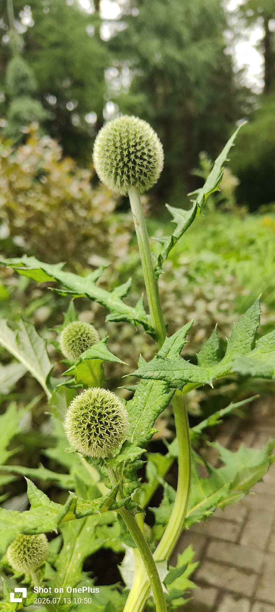 The image is a close-up, vertical shot of a plant with spiky leaves and spherical, green seed heads. The plant appears to be in a garden or natural setting with blurred green foliage and trees in the background. There are at least three seed heads visible, with the largest one prominently displayed in the upper center of the frame. The leaves are a vibrant green with sharp, pointed lobes and numerous thorns along their edges. The seed heads are covered in a dense arrangement of fine, light-colored bristles. The lighting suggests an overcast day. A timestamp in the lower left corner of the image reads "2026.07.13 10:50 Shot on OnePlus". The presence of paving stones is visible in the lower right corner, suggesting an outdoor area like a garden path. There are no people or animals present in the image. The location is not specified in the image itself.