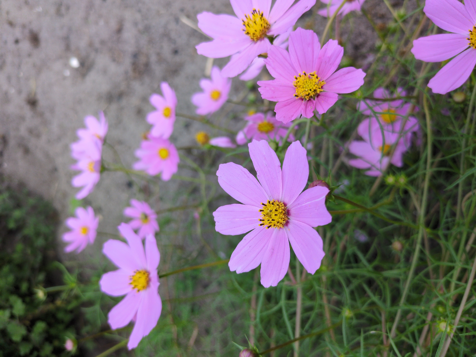 A low-angle, close-up shot depicts a cluster of pink cosmos flowers blooming amidst green foliage. The flowers, with delicate petals and yellow centers, are the primary subjects, with several in sharp focus and others blurred in the background. The ground is a mix of soil and sand, with some dry grass present. The overall impression is one of natural beauty in an outdoor setting. The image does not contain any elements that can be used to identify its location in Kulebaki, Russia, or any specific details about people or their actions.