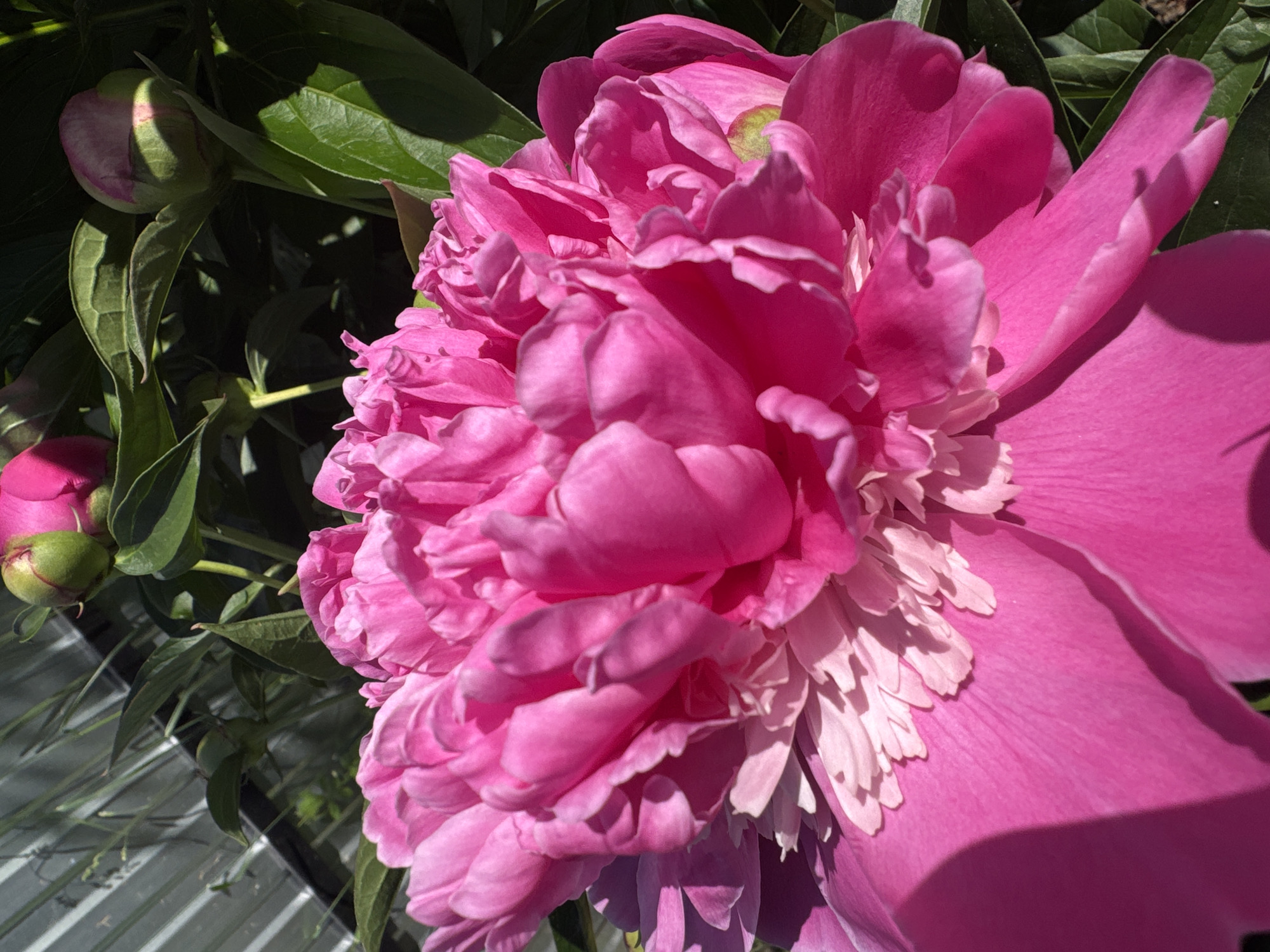 A close-up, high-angle shot captures a vibrant, fully bloomed pink peony dominating the foreground and midground. The flower features numerous ruffled petals in shades of fuchsia and magenta, transitioning to lighter pink and white hues towards its center. Strong direct sunlight illuminates the top and right side of the peony, creating distinct highlights and casting shadows that emphasize its layered texture. In the background, lush dark green foliage is visible, with several unbloomed peony buds partially obscured by shadow; one prominent bud with a green calyx and pink tip is visible in the upper right. To the upper left, a section of a grey corrugated metal fence or structure is partially visible under the bright sun. No people are present, and no actions or interactions are depicted. The scene is located in the city of Chaikovsky, Russia.