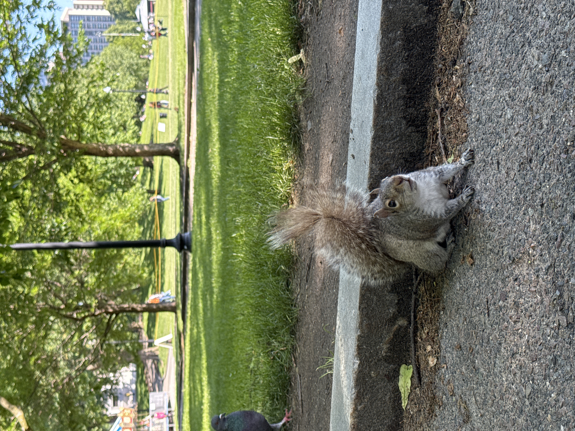 The image, when viewed horizontally, captures a curious squirrel in the foreground of a sunny urban park in Boston, United States. The light gray squirrel, with a bushy tail, is perched on the edge of a paved asphalt path, looking directly towards the camera with its head tilted slightly upwards. Its front paws are visible on the coarse pavement, which is bordered by a light gray concrete curb.
Beyond the curb, a vibrant green lawn stretches into the mid-ground, dotted with mature trees featuring lush green foliage. A tall, dark lamppost stands prominently in the middle distance. In the far background, several indistinct human figures are scattered across the grass, some near white signs or yellow ropes that delineate areas, suggesting leisure activities or an event. A partial view of a playground with colorful elements (red, blue, yellow) is visible among the trees on the left side, and a multi-story building can be seen in the distance, indicating an urban setting.
The scene is illuminated by bright daylight, suggesting a clear day in the morning or afternoon. The overall atmosphere appears peaceful and leisurely, characteristic of a public park. A dark-feathered pigeon is partially visible in the bottom left corner, walking on the grass. No visible text is present in the image.