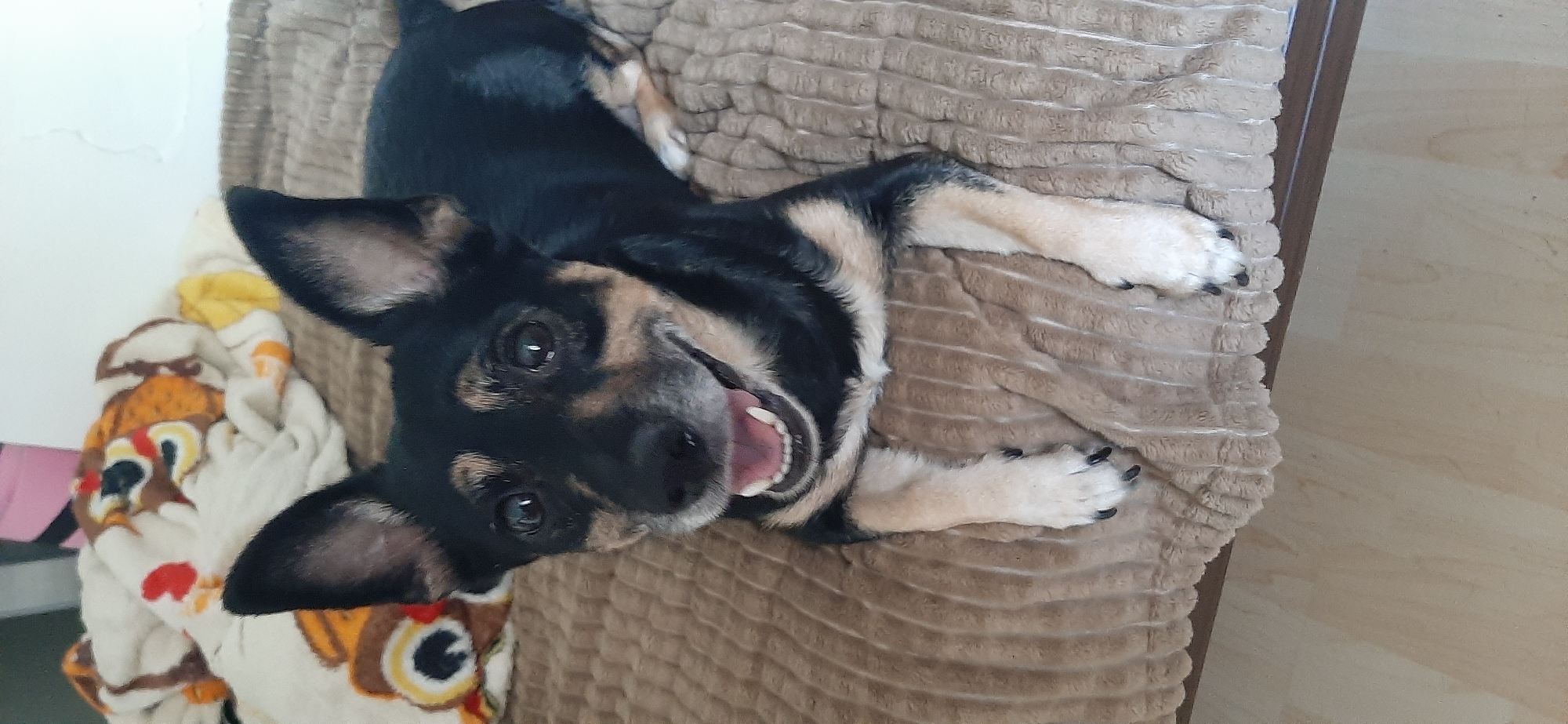 A small black and tan dog with pointed ears is lying on a textured brown blanket, looking directly at the camera with its mouth open in a pant. The dog's fur is dark on its back and head, with tan markings on its legs, chest, and face. Its eyes are dark and round, and its tongue is visible, pink and slightly curled. Behind the dog, a beige blanket with a cartoonish pattern featuring brown and orange characters is visible. The scene appears to be indoors, possibly on a bed or couch, with a hint of a wooden floor in the lower part of the image. The location is not specified in the provided image data.