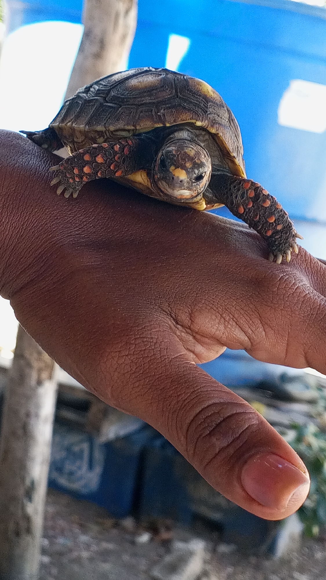 A close-up, vertical photograph features a small turtle resting on a person's open hand. The turtle is positioned near the center of the frame, facing forward. It has a dark, patterned shell with visible scutes, and its head is dark with distinct yellow and orange markings on its face. Its legs and feet are visible on both sides of the hand, adorned with striking red-orange spots against a darker skin, and it has small claws.
The hand, which supports the turtle, has a dark skin tone, showing detailed textures and wrinkles across the palm and fingers. The thumb is visible towards the bottom right, with a short, neatly trimmed fingernail.
The background is out of focus, suggesting an outdoor setting during daylight hours. A prominent, blurred blue object, possibly a tarp or container, is visible behind the turtle. To the left, a vertical, light-colored object, resembling a tree trunk or post, is also out of focus. The overall lighting is bright, indicating a clear, possibly sunny, day. There is no visible text in the image.