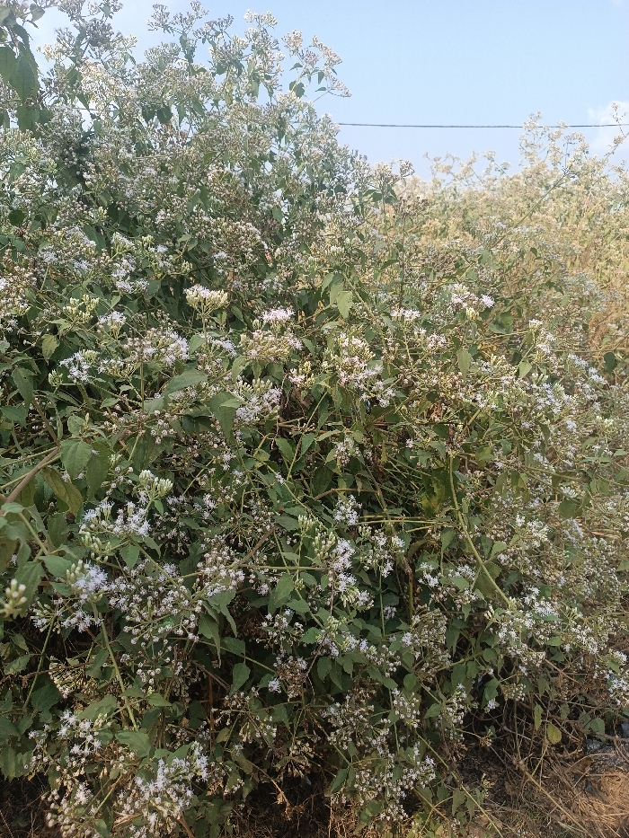 This image captures a dense aggregation of flowering vegetation, located in Oye, Nigeria. The foreground is dominated by a large, sprawling plant or bush heavily laden with numerous small, white to pale purple flowers and buds, arranged in compact clusters. The plant exhibits ovate green leaves with visible venation, attached to multiple intertwining slender stems. The foliage forms a thick, tangled mass, obscuring the background directly behind it. In the upper portion of the frame, a segment of clear, light blue sky is visible, traversed by a single dark, thin horizontal line, identified as a potential utility wire. To the right and slightly behind the primary vegetation, additional lighter-colored, possibly drier, vegetation is discernible. The lower edge of the image shows darker ground material mixed with dried organic matter. No human subjects, animals, or specific actions are observed within the scene.