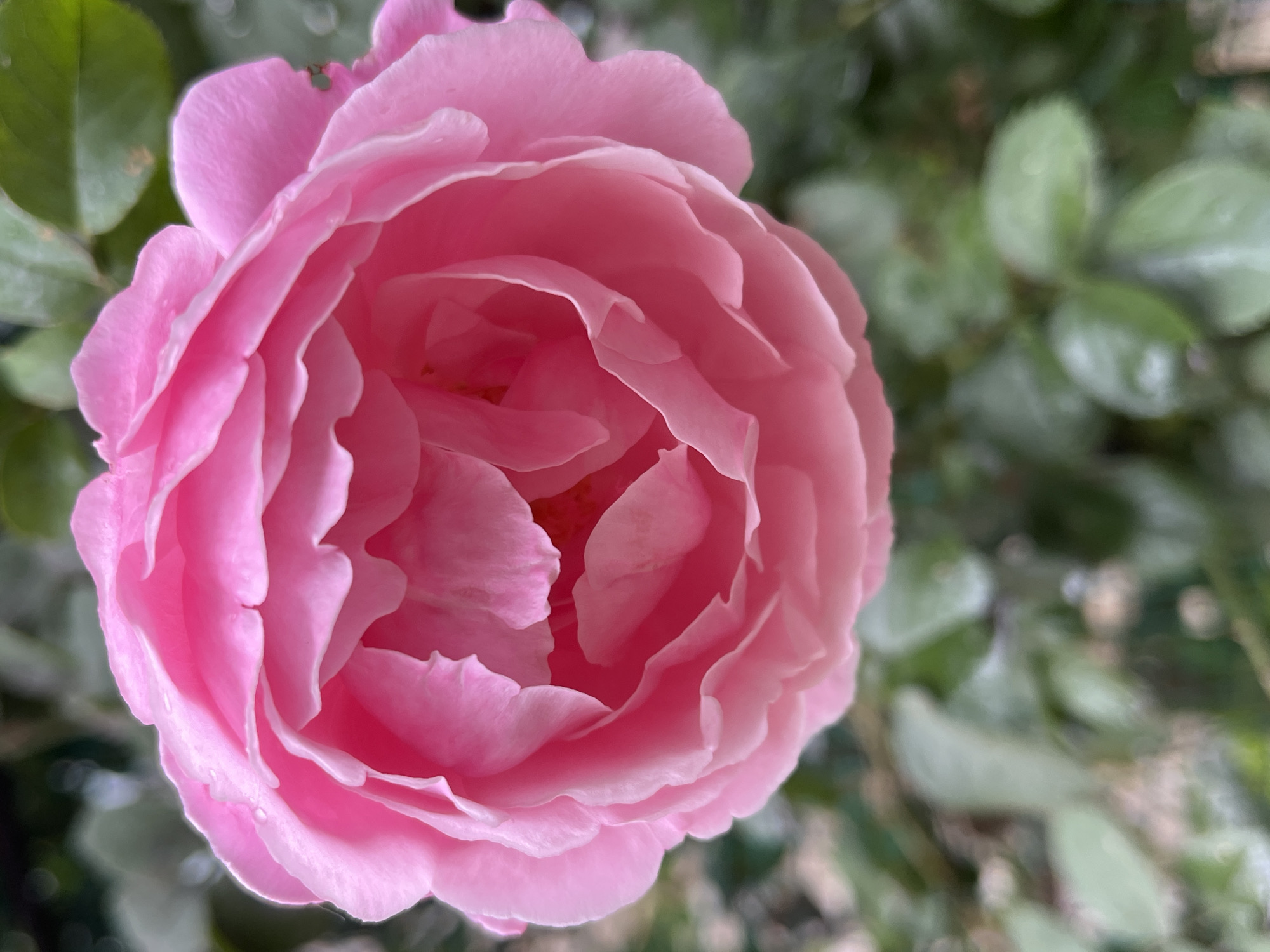 The image is a close-up, vertical, outdoor shot of a vibrant pink rose in full bloom. The rose occupies the majority of the frame, with its layered petals unfurling towards the center. The petals are a soft, saturated pink, with subtle variations in shade and tone due to the play of light. Some dew drops are visible on the outer petals, reflecting the light. The background is softly blurred, consisting of green foliage and hints of a darker, out-of-focus background, suggesting a garden setting. The focus is entirely on the delicate details and texture of the rose. There are no people, man-made objects, or specific landmarks identifiable that would indicate a location in the city of Krasnyye Barrikady, Russia. The image is a purely floral study.