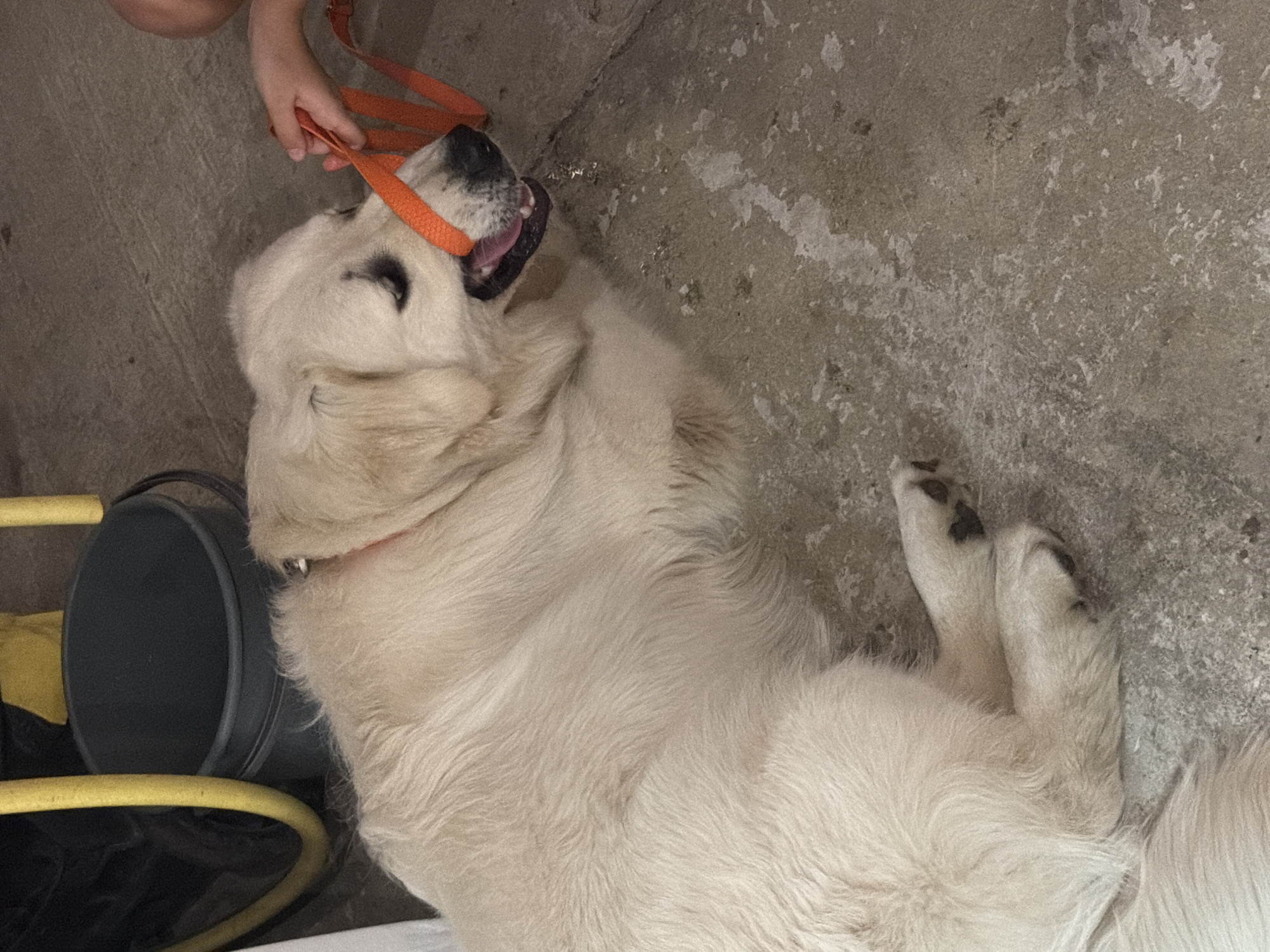 A light-colored dog, likely a Golden Retriever, is lying on a concrete floor. The dog is wearing a red collar and has an orange leash in its mouth, with a child's hand holding the other end of the leash. In the background, a dark green bucket and a yellow hose are visible. The scene appears to be outdoors or in a garage. The location is the city of Partenit, Ukraine.