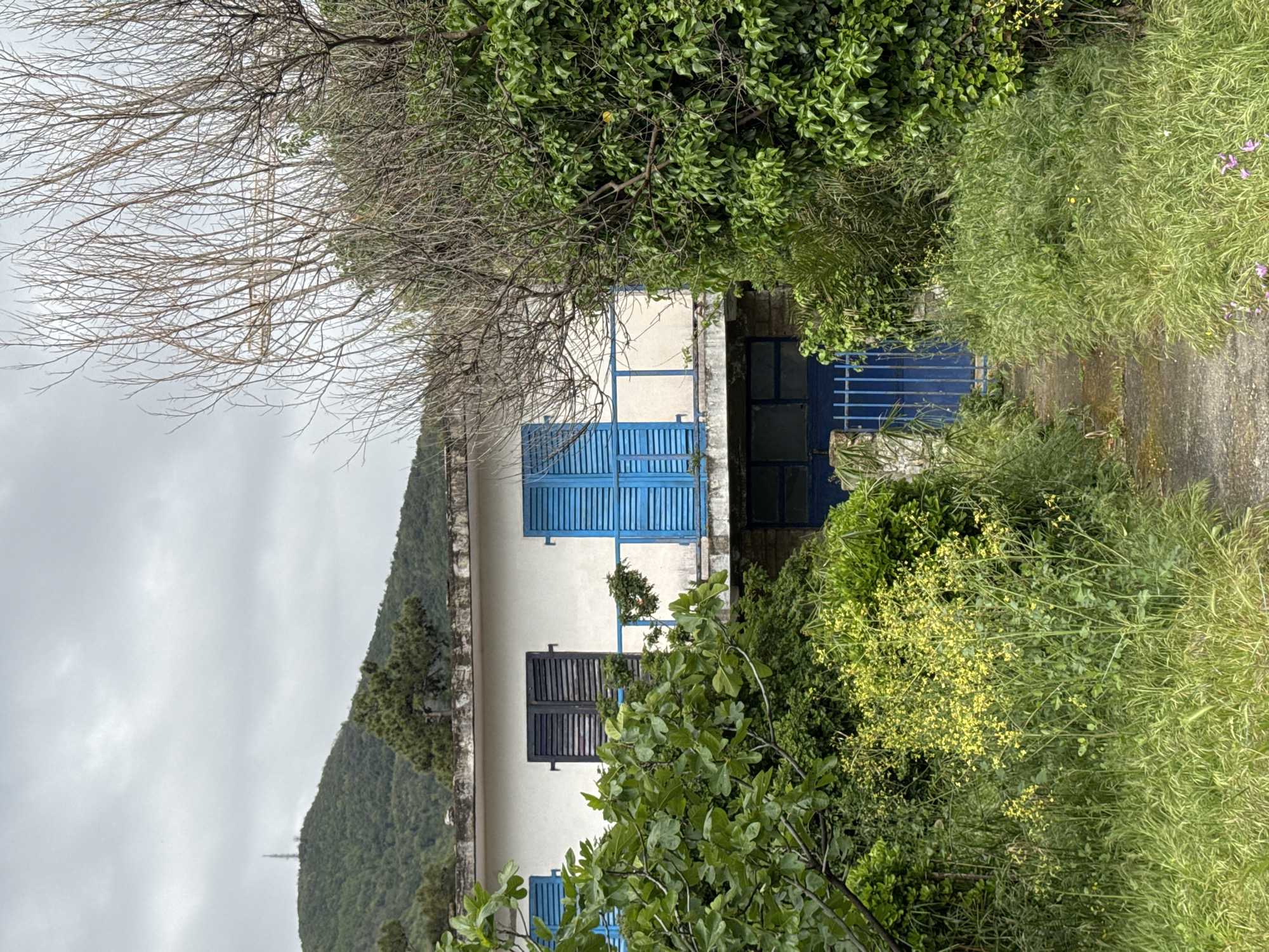 The image presents a house with white walls and blue shutters in a lush, overgrown setting. The house features two stories with windows that have louvered shutters, some open and some closed. The trim and details around the windows and doors are also painted in shades of blue. The surrounding vegetation is dense and varied, including tall grasses, bushes, and trees, obscuring parts of the house. A tree with bare branches is visible in the upper left corner. In the background, there is a hillside covered with trees, and a cloudy sky is above it.
Based on the architecture and landscape, this photograph likely originates from the Budva region of Montenegro, which is known for its Mediterranean climate and architectural style.