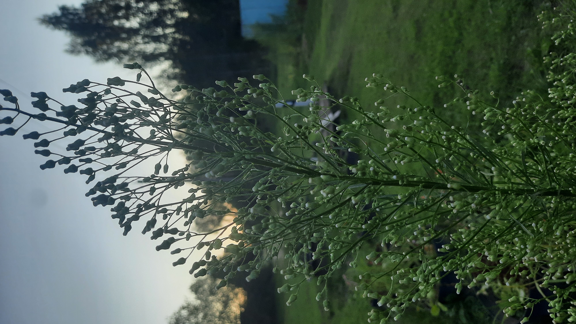 An outdoor, eye-level, close-up shot focuses on the flowering stalk of a tall, green plant, possibly a species of fleabane, in the evening. The plant is laden with numerous small, white-tipped buds or flowers. The background shows a blurred expanse of green grass, trees silhouetted against a soft, pale sky with a hint of sunset glow. To the far right, a portion of a blue structure is visible. The overall impression is a serene, natural setting, likely rural, given the presence of grass and trees. The location is identified as Slavyanskiy Sel'skiy Soviet, Belarus.