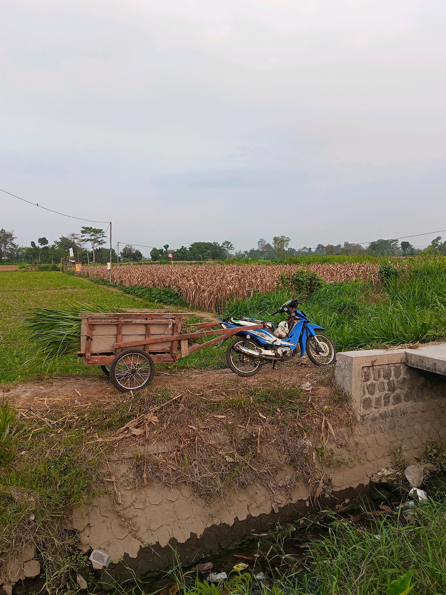 The image depicts a rural scene in Gaprang, Indonesia, likely a farm or agricultural area. In the foreground, a blue motorcycle is parked next to a wooden cart filled with harvested grass. The cart is hitched to the rear of the motorcycle by a metal bar. The motorcycle appears to be a common model, possibly used for transport or work. The cart is rustic, made of weathered wood, and has two spoked wheels.
Behind the motorcycle and cart, a field of dry corn stalks stretches across the landscape, suggesting a recent harvest or the end of the growing season. To the left of the cornfield, a green field, possibly rice paddies or another crop, is visible. The surrounding environment is characterized by lush green vegetation and trees in the distance. A small concrete structure, possibly a bridge or culvert, is situated in the lower right quadrant of the image, with a narrow water channel flowing beneath it. The water channel contains some debris, including plastic waste. Power lines are visible against the overcast sky, indicating the presence of infrastructure in the area. The overall impression is one of agricultural work and rural life in Indonesia.