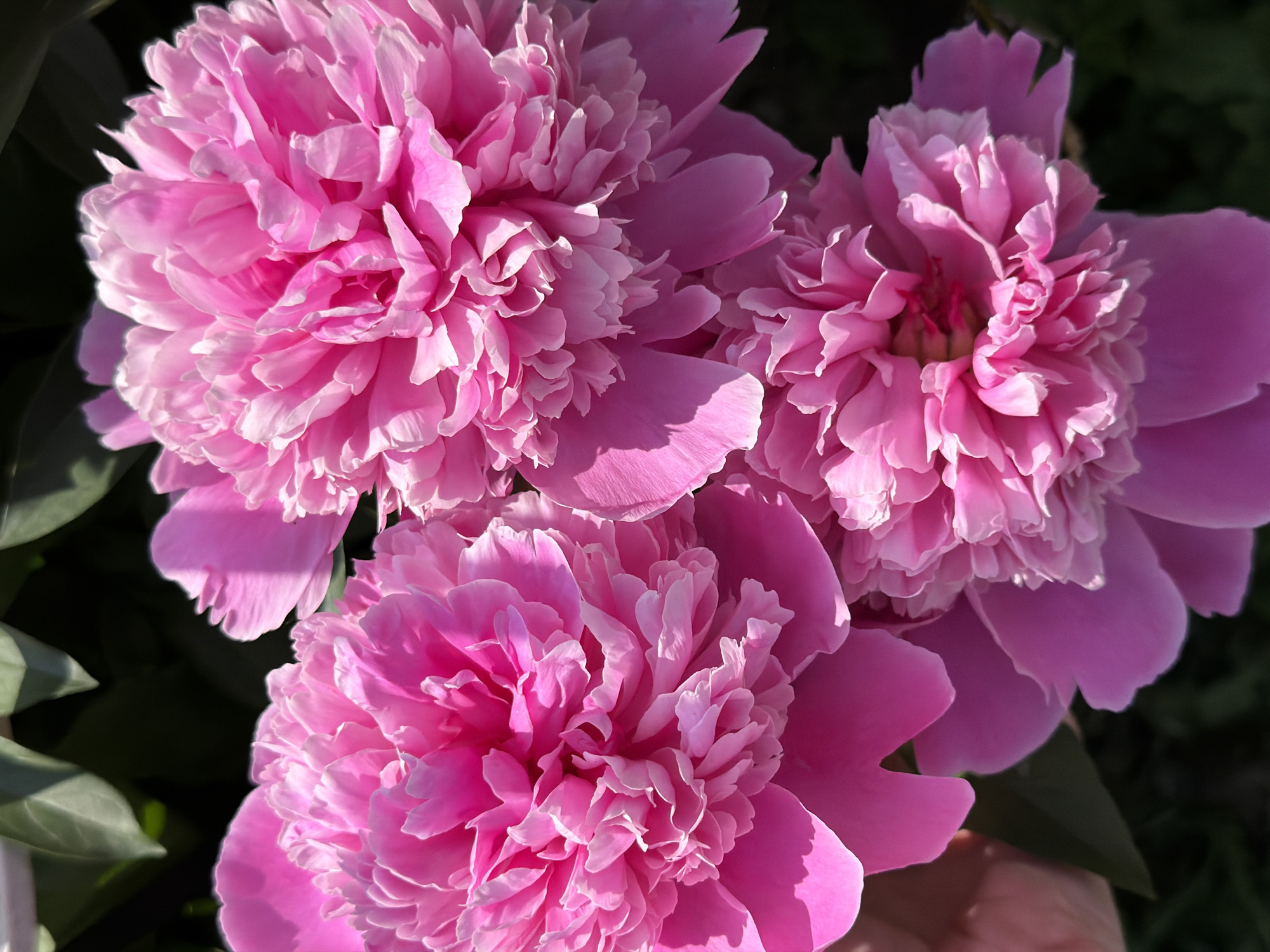 A close-up, overhead shot shows three pink peonies in bloom. The flowers are large and fully opened, with numerous delicate petals. The foreground is dominated by the bright pink of the peonies, with a dark green, out-of-focus background of foliage. A partial view of a human hand is visible on the left side of the frame, gently touching a petal. The lighting suggests a sunny day, casting subtle shadows and highlighting the textures of the petals.
