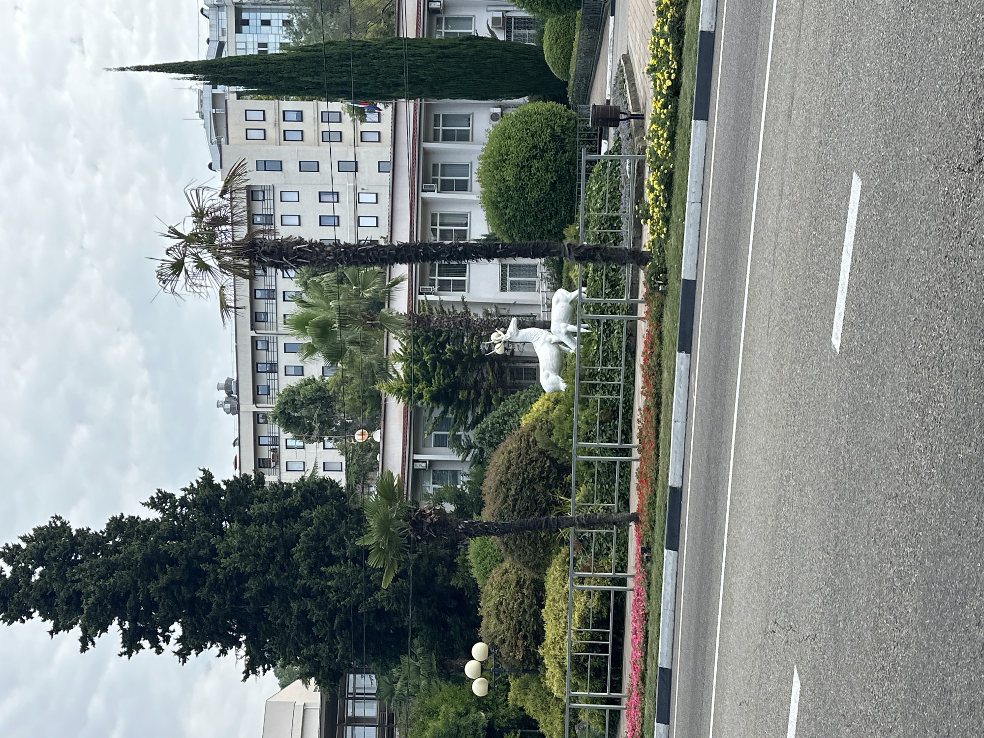 The image shows a street scene in Sochi, Russia, with a focus on a landscaped area and buildings. In the foreground, there is an asphalt road with white lane markings. A curb separates the road from a sidewalk area with a metal fence. Behind the fence, a lush garden features well-maintained bushes, flowering plants in pink and yellow, and palm trees. A prominent feature in the garden is a white statue of two deer. Beyond the garden, a modern building with multiple floors and many windows is visible, and behind that, taller buildings are seen. A tall, slender cypress tree stands to the right of the frame. The sky is overcast. There are no people visible in the image.