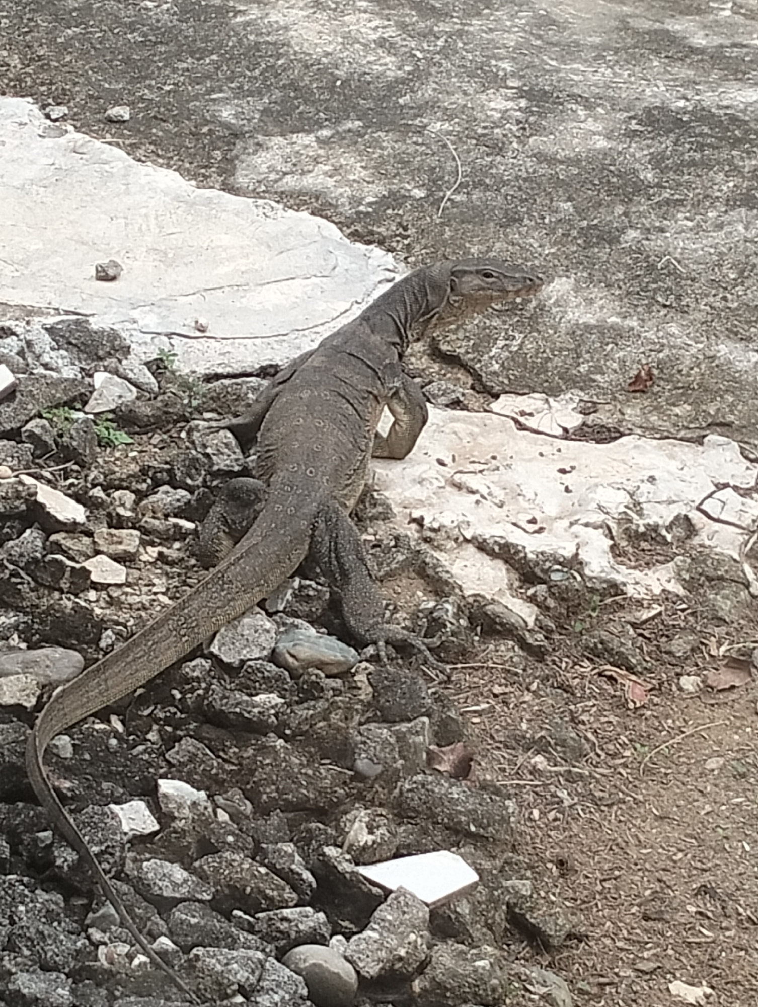 A monitor lizard is shown from a high angle, lying on a rocky and concrete surface. The lizard is positioned in the center of the frame, with its body extending from the lower left towards the upper right. Its scales are a mix of gray and brown, and it has a long, tapering tail. The environment consists of irregular patches of light-colored concrete and dark, rough rocks, with some sparse green vegetation and dry leaves scattered around. The ground appears to be a mix of soil and gravel. The image is taken outdoors, likely in a natural or semi-urbanized area. The location is identified as Meunasahalue, Indonesia.