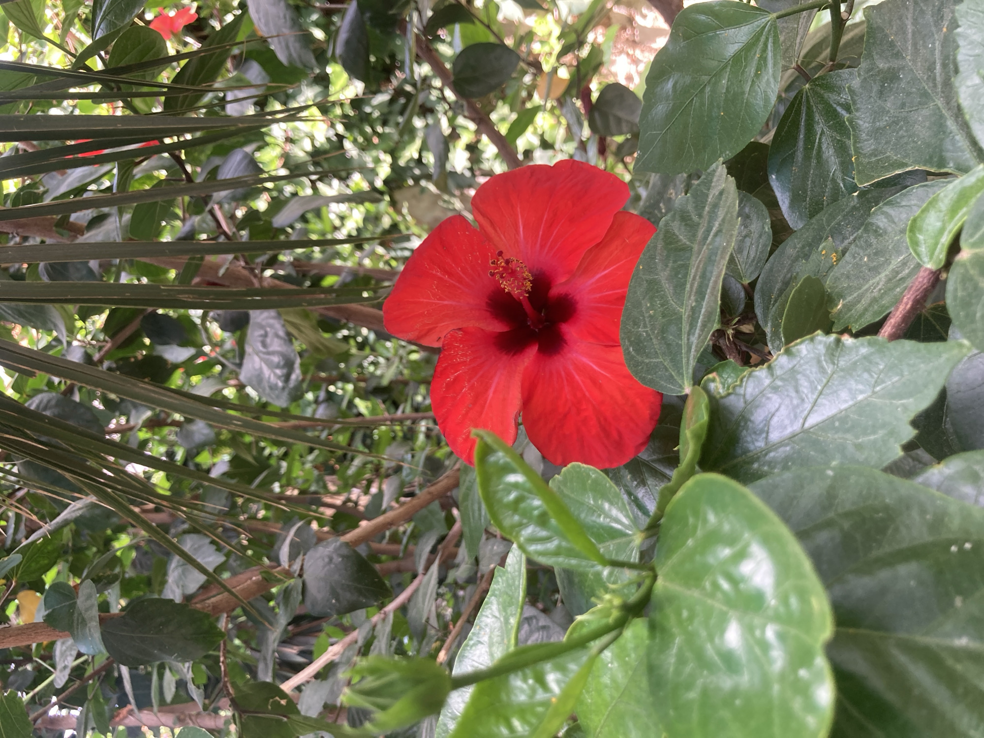 A close-up, vertical shot shows a vibrant red hibiscus flower in full bloom, its petals unfurling against a backdrop of lush green foliage. The flower's center is a deep, dark hue, with delicate yellow stamens protruding. To the left of the flower, a closed green bud and its stem are visible, hinting at future blooms. The surrounding leaves are large and glossy, with some showing a slight sheen from moisture. The lighting suggests an outdoor setting, possibly a garden or park, with dappled sunlight filtering through the leaves. The scene appears to be located in Palmanova, Spain, where such tropical flora is common in the region's gardens and public spaces.