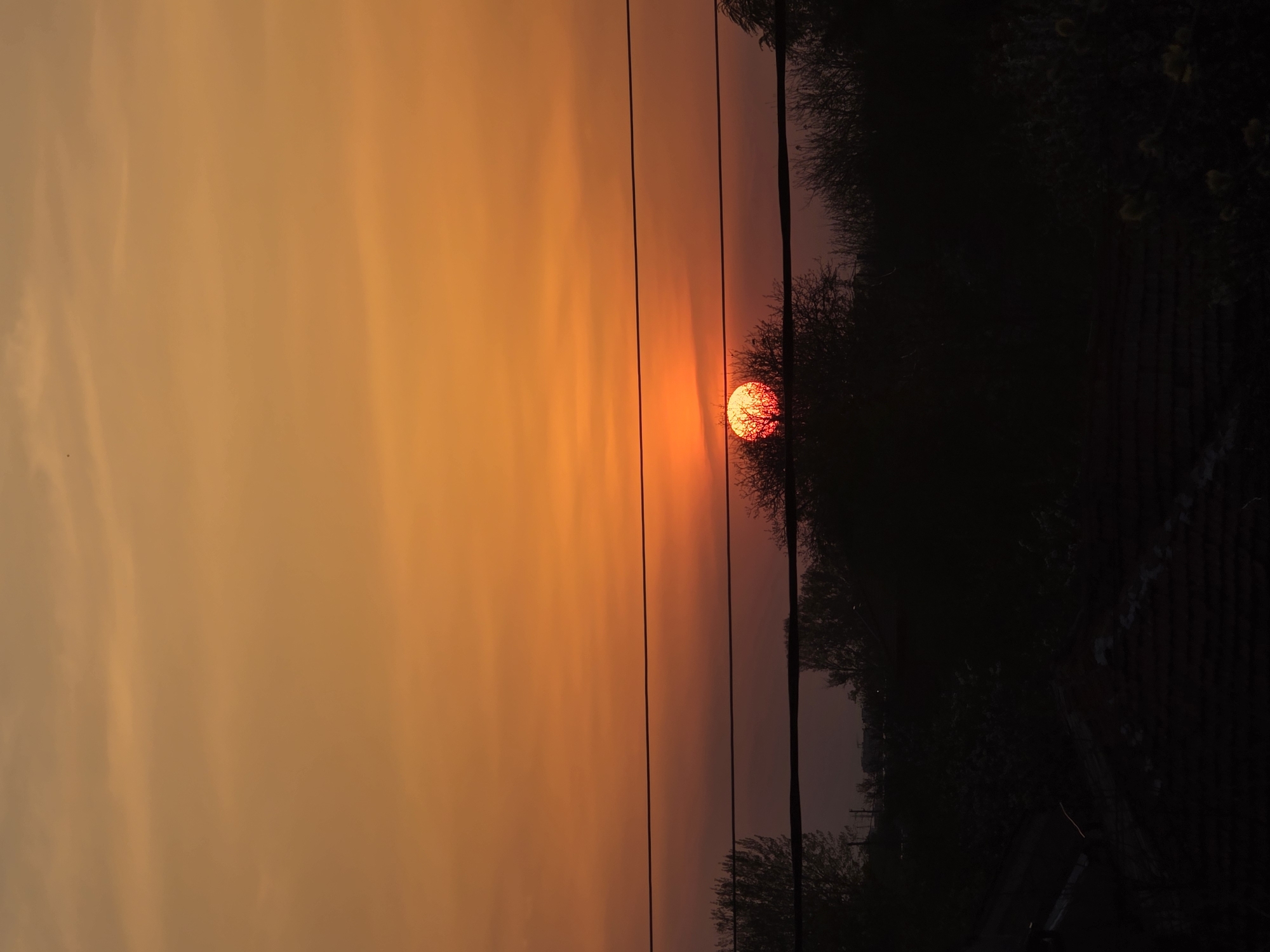 The image shows a sunset, appearing orange, with utility poles and wires silhouetted against the sky. The sun is positioned to the right, partially obscured by the branches of a dark line of trees. The photo is rotated 90 degrees counter-clockwise. There is no evidence suggesting the location is Yagodovo, Bulgaria. The only definitive information presented is the setting sun, wires, poles and trees.