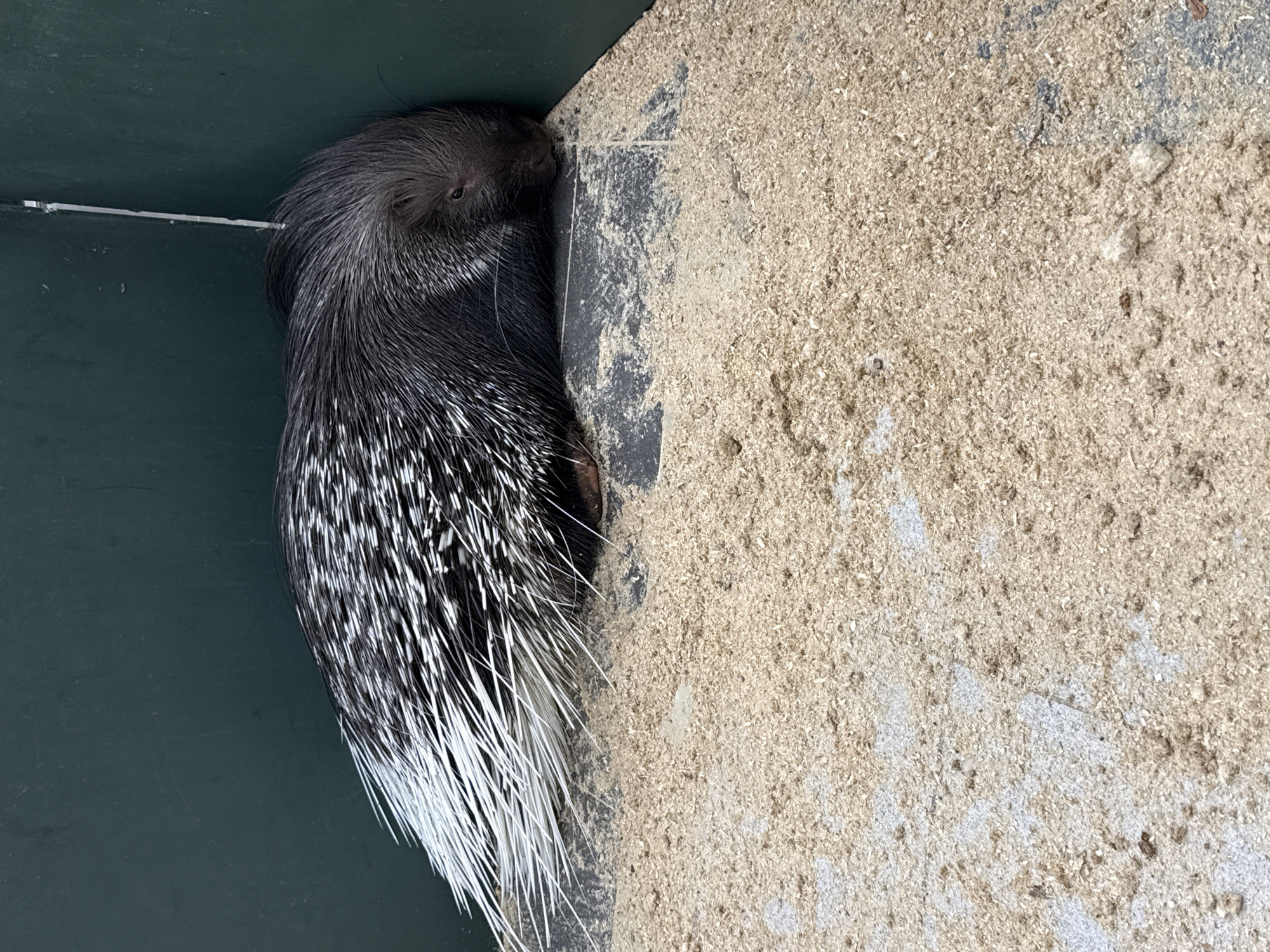 A porcupine is wedged in the corner of a green and brown structure. The porcupine is mostly black, with white-tipped quills. The brown part of the structure appears to be made of wood chips. The location is Заволжье, Russia.