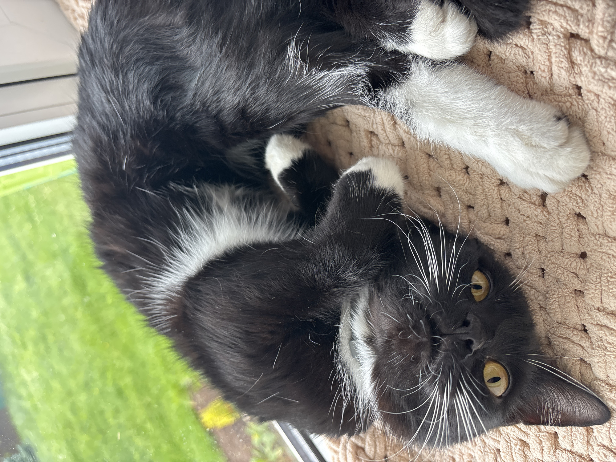 A black and white cat with yellow eyes lies on its back on a textured peach-colored blanket. The cat is positioned near a window with a view of green grass. One of the cat's paws is extended upwards. The image is a close-up shot, focusing on the cat and its immediate surroundings. There is no indication of the location being in Borki, Russia.