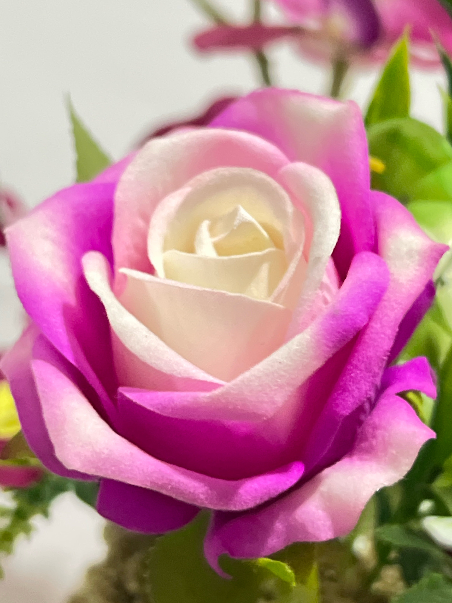 A close-up, macro photograph focuses on a vibrant, artificial rose. The rose exhibits a gradient of color, transitioning from a creamy white at its center to soft pink and then to a deep fuchsia at its outer petals. The texture of the petals appears velvety and slightly plush. Green leaves and hints of other artificial flowers in shades of pink and purple are visible in the background, slightly out of focus. The lighting is soft, highlighting the delicate curves and layered structure of the rose. The image does not depict any specific location in Denpasar, Indonesia, nor does it contain any people, actions, or interactions.