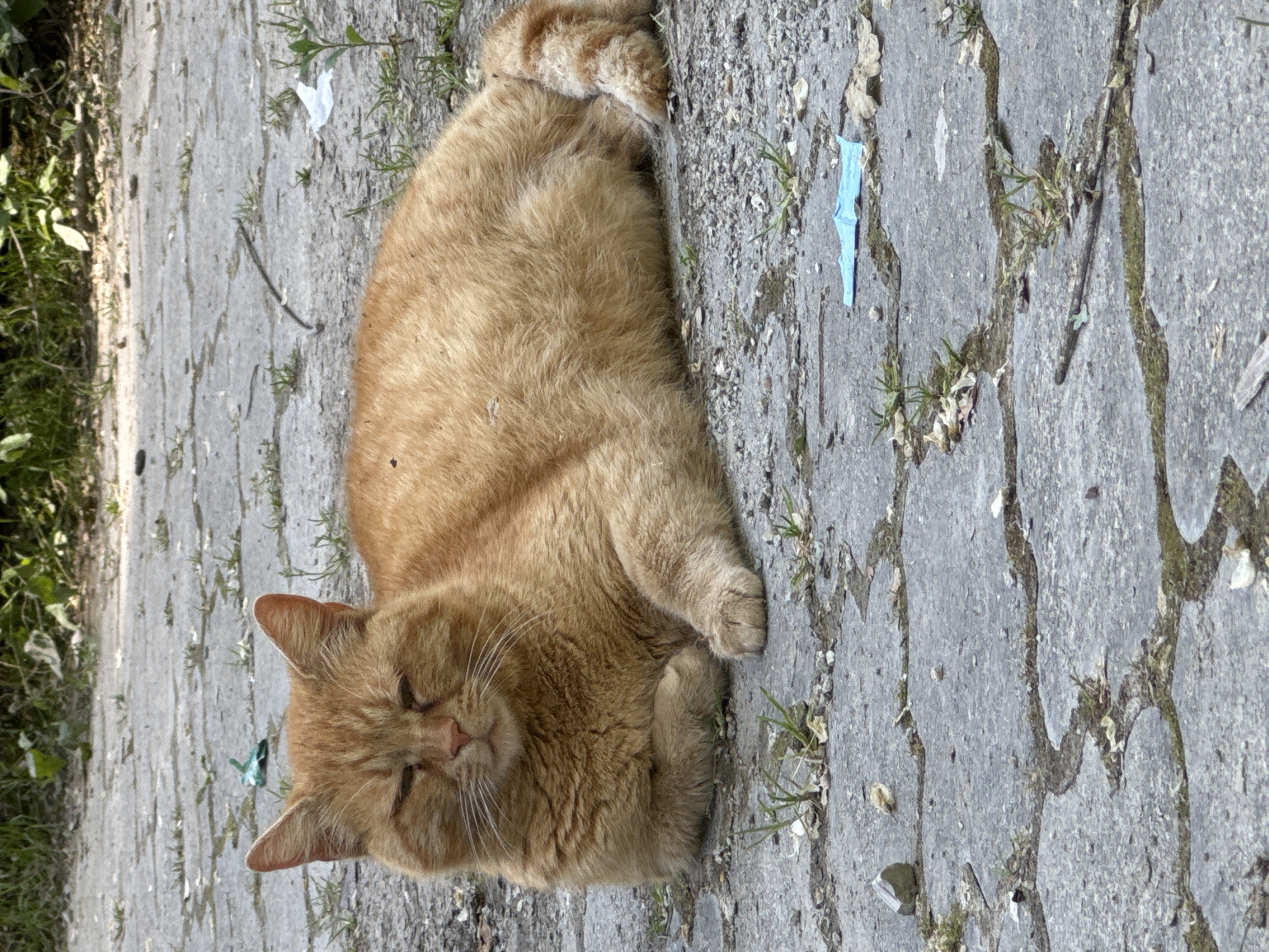 An outdoor, eye-level shot captures a large, ginger-colored cat resting on a paved path. The cat is lying down, with its head turned slightly, eyes mostly closed, suggesting it is dozing or relaxed. Its fur appears thick and well-groomed.
The setting is an unkempt path made of grey paving stones or concrete, characterized by numerous cracks and gaps through which green grass and weeds sprout. Bright daylight illuminates the scene, indicating it is daytime with clear weather. Various small pieces of debris are scattered on the path, including a distinct small blue piece of plastic near the cat's tail and some white paper-like fragments. Lush green foliage is visible along the left edge of the path, hinting at a nearby vegetated area. No people are visible, and there is no discernible text in the image. The location is Vozrozhdeniye, Russia.
