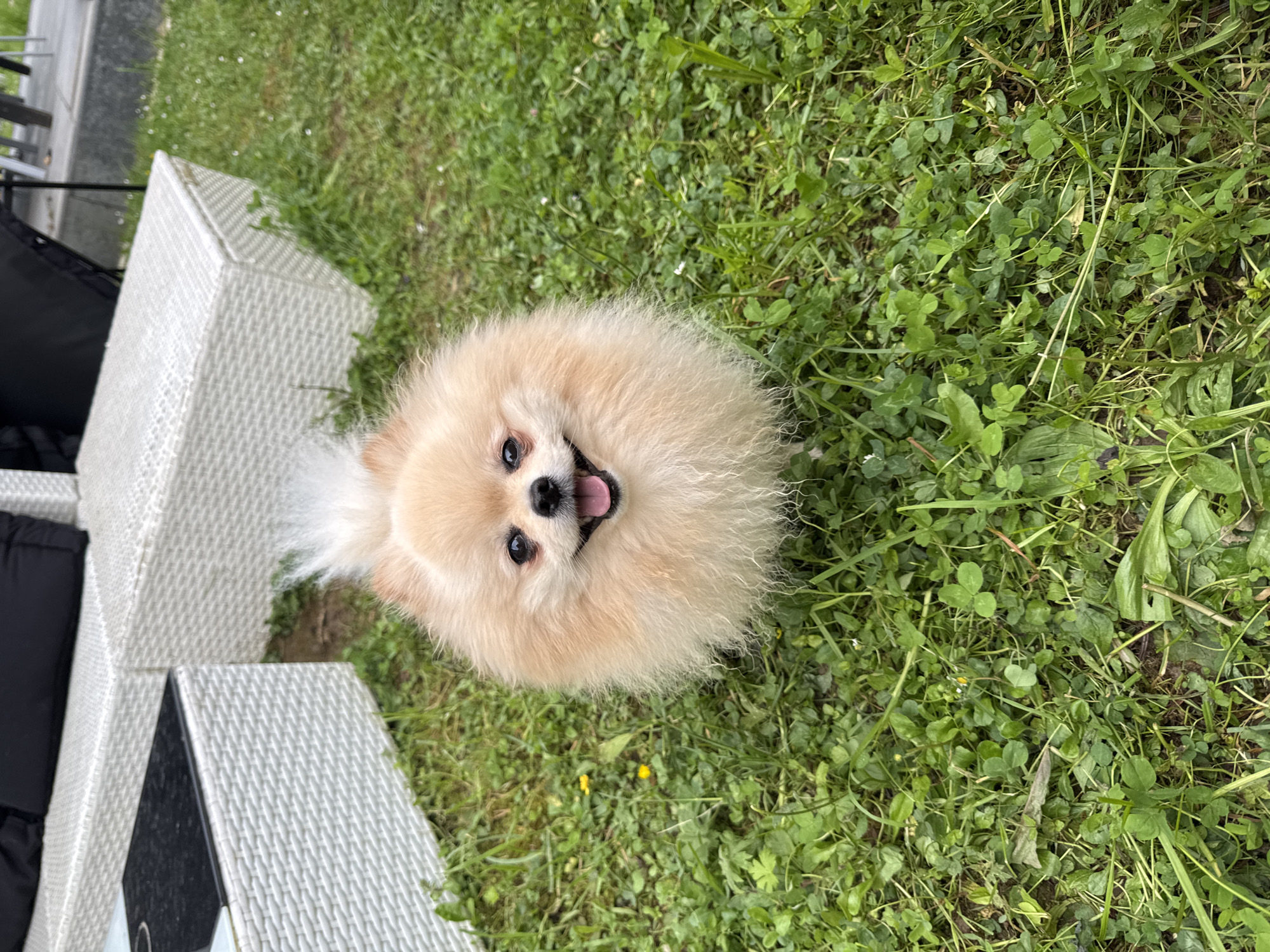 The image features a small, light-brown Pomeranian dog with a fluffy coat, situated on a patch of green grass with clover. The dog is looking directly at the camera with its mouth open, appearing to pant or smile. To the left of the dog is a section of outdoor furniture, specifically, a white wicker chair with black cushions. The location is likely a garden or yard near a patio area. Without more information, providing the precise address in Bietigheim-Bissingen, Germany, is not possible. The scene contains no visible people interacting with the dog or other objects, focusing primarily on the dog and its immediate surroundings.